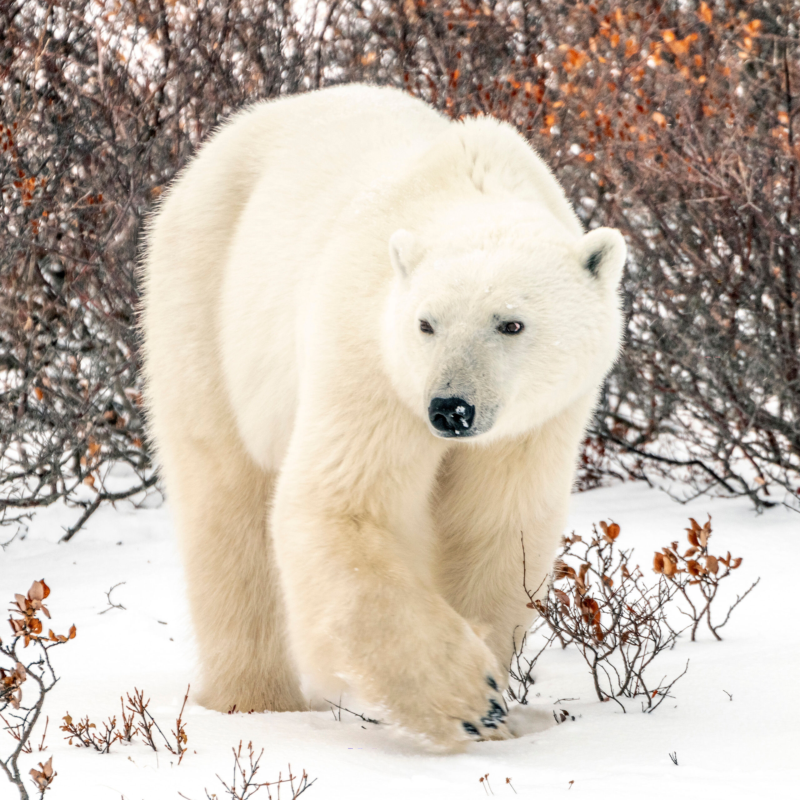 Absolute Unit I arrived in Churchill on October 29, 2018, and had a relaxing, do-nothing day before meeting my tour group on the morning of...