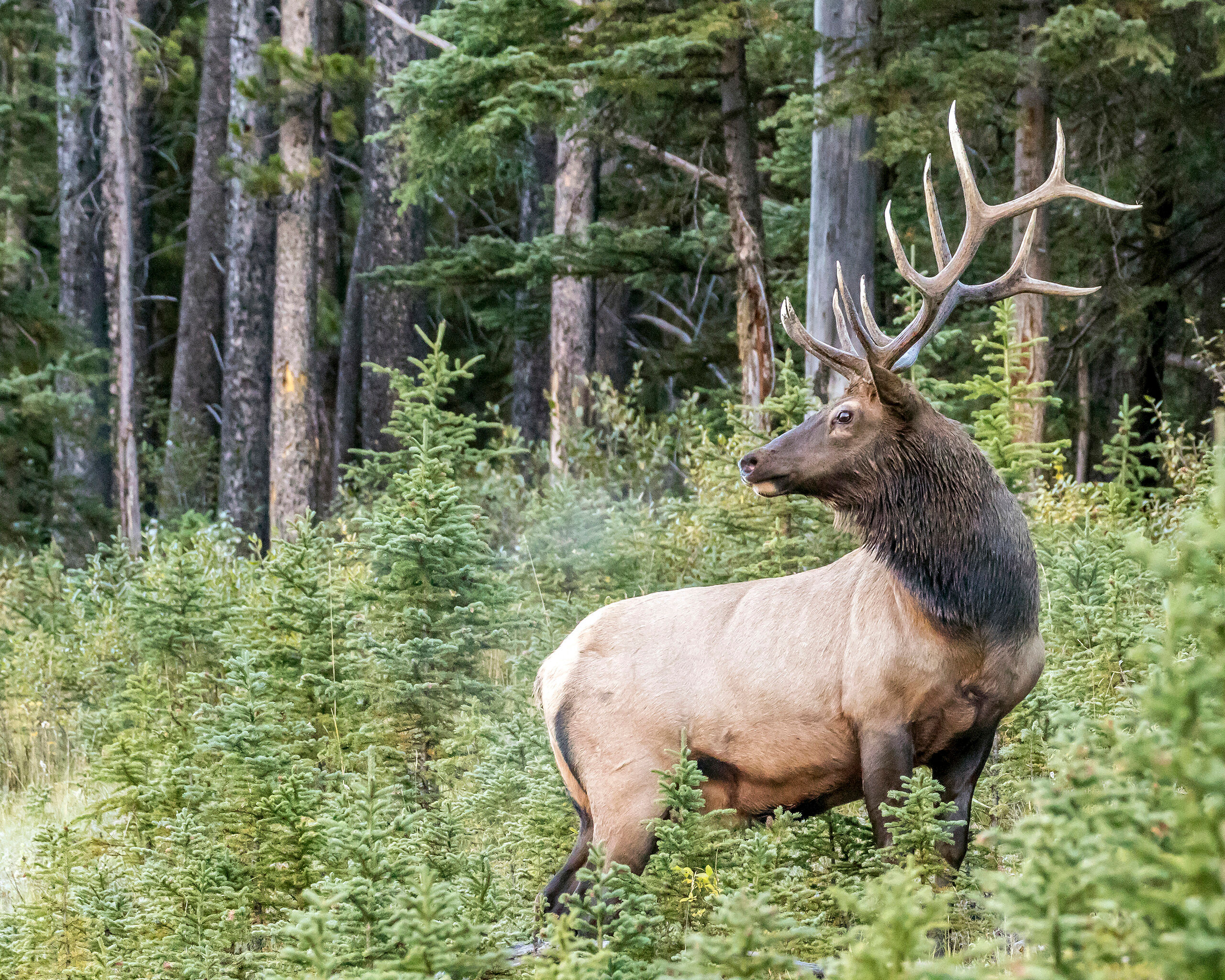 Canadian Elk A fairly large elk I spotted along the side of the road when I was driving through the Canadian Rockies near the city of Banff...