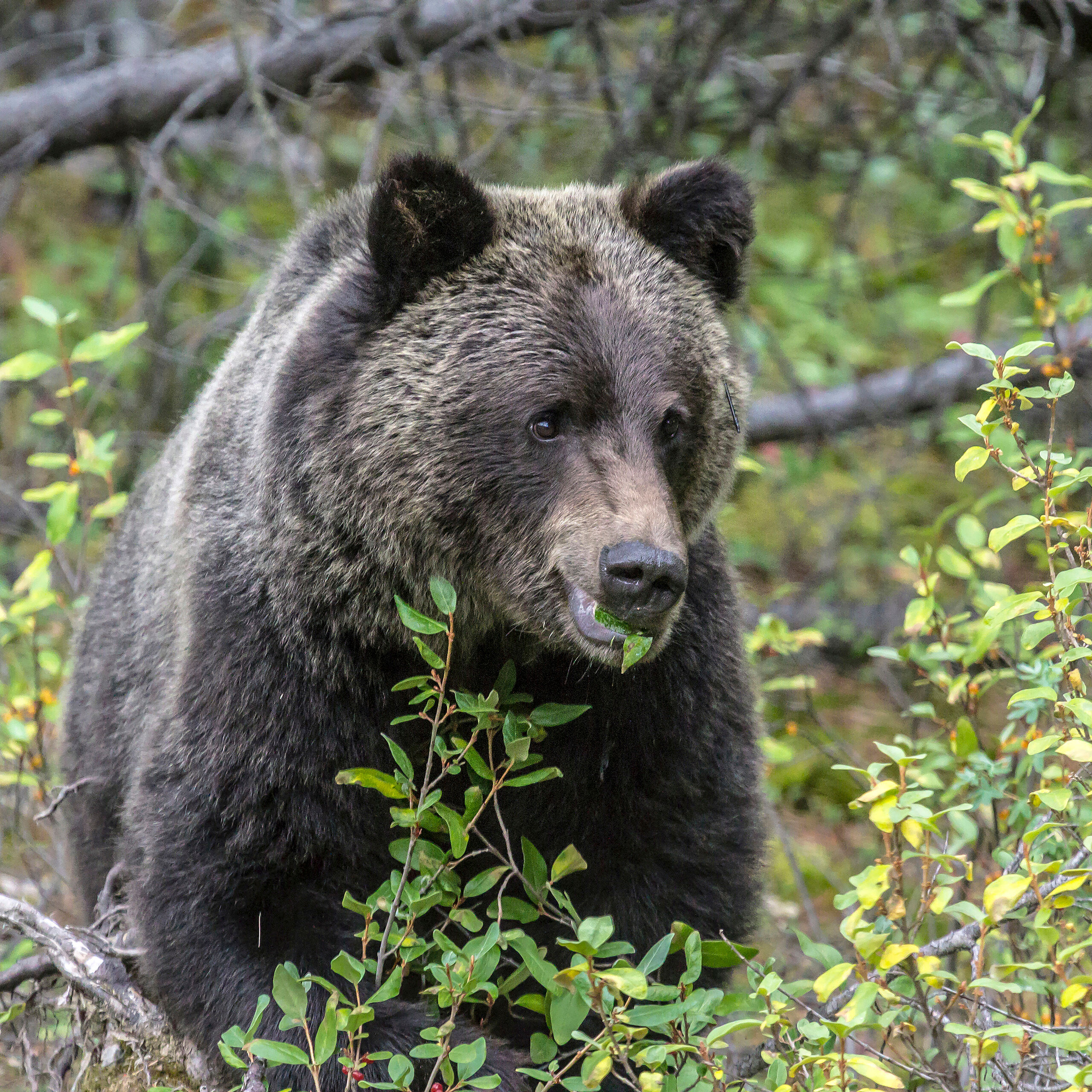 Canadian Grizzly Another roadside photographic opportunity. A grizzly bear eating as much as he possibly could, trying to fatten up for the winter...
