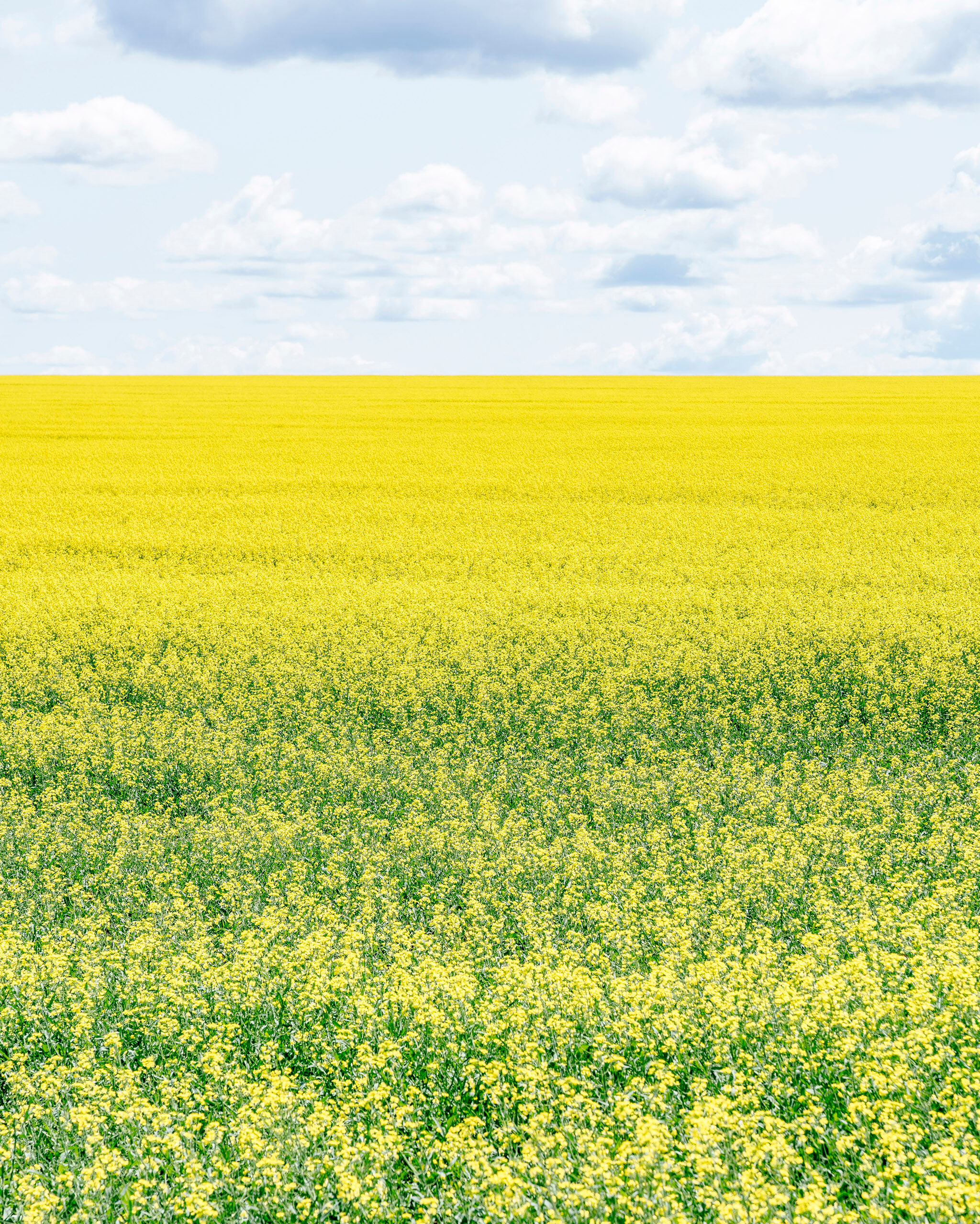 Canola Field Portrait I spent the summer of 2016 on an Alaskan camping trip. On the drive to Alaska from Colorado, fields of canola began to appear...