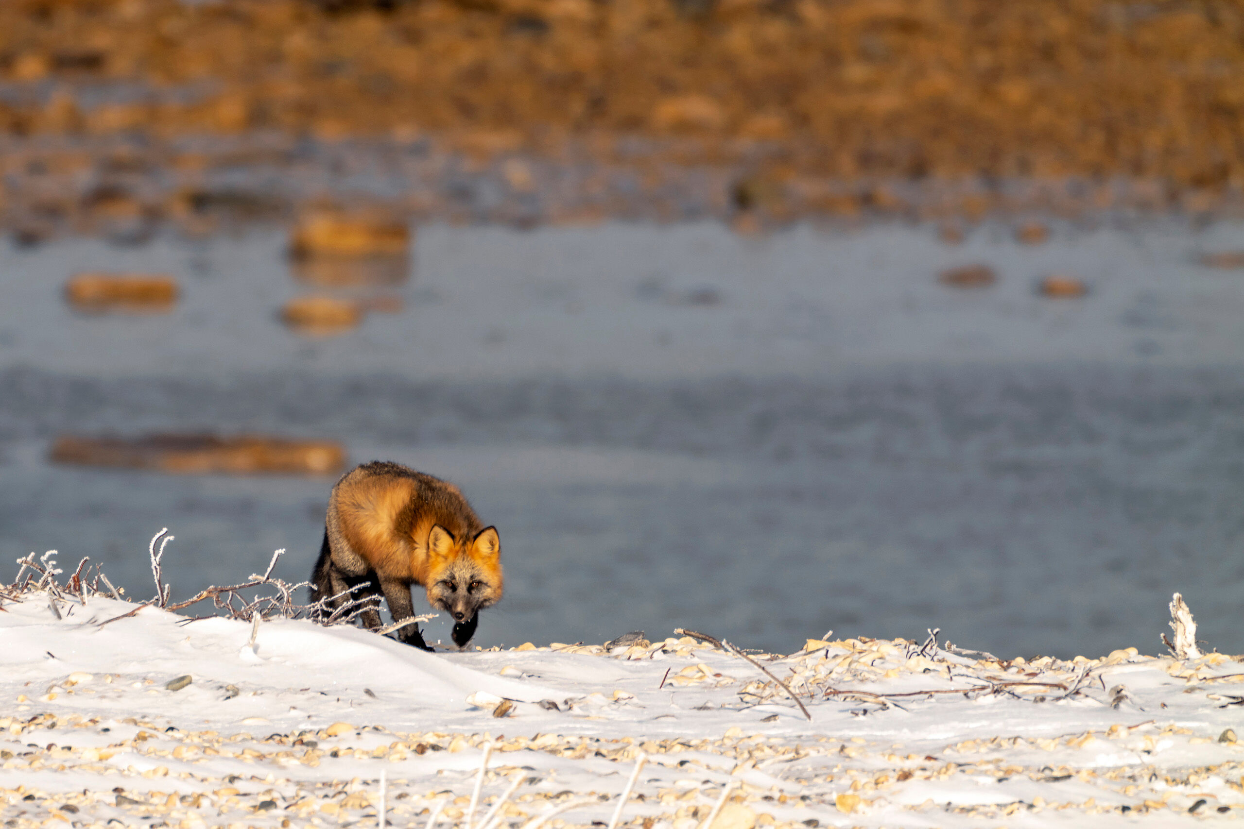 Cross Fox Ready to Pounce Polar bears are the main draw for visitors to Churchill, but they aren't the only animals to call this land home. There are many...