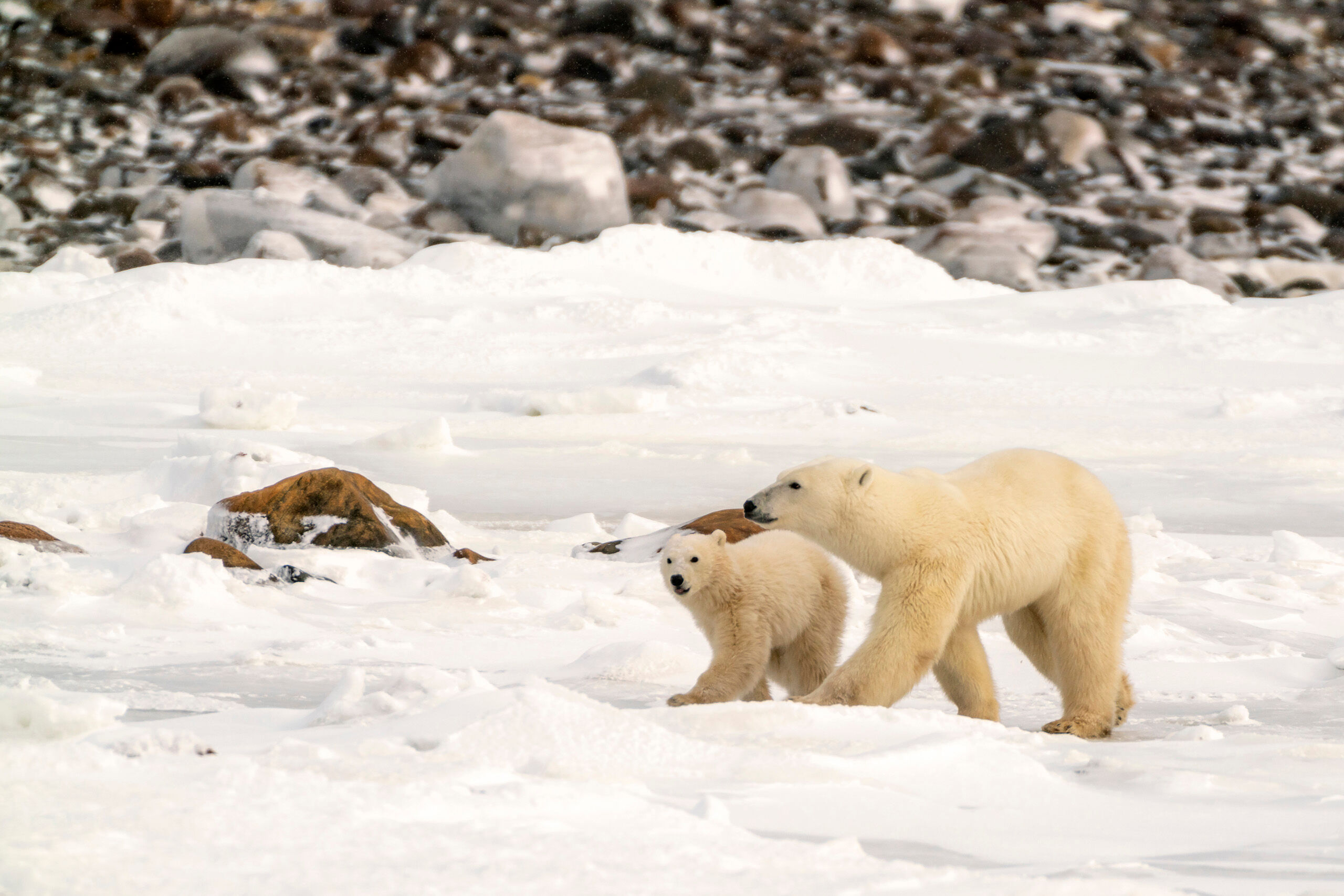Cub Walking in Lock-Step I saw dozens of bears during my trip to Churchill in late 2018, and saw a couple mothers with cubs, but these were the only ones...