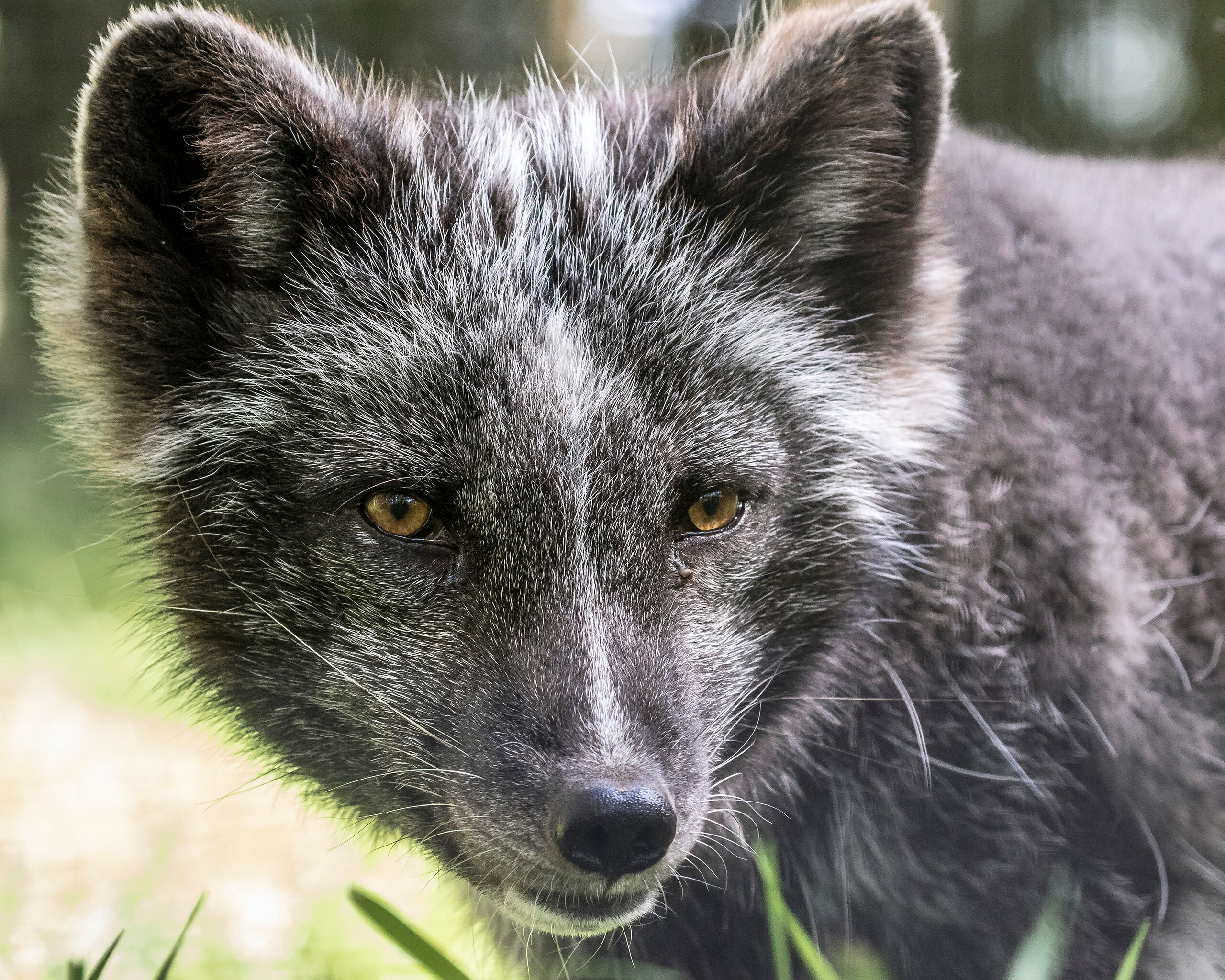 Foxy Although I always keep my eyes open for wildlife in the wild, some animals are very difficult to find and photograph in their...