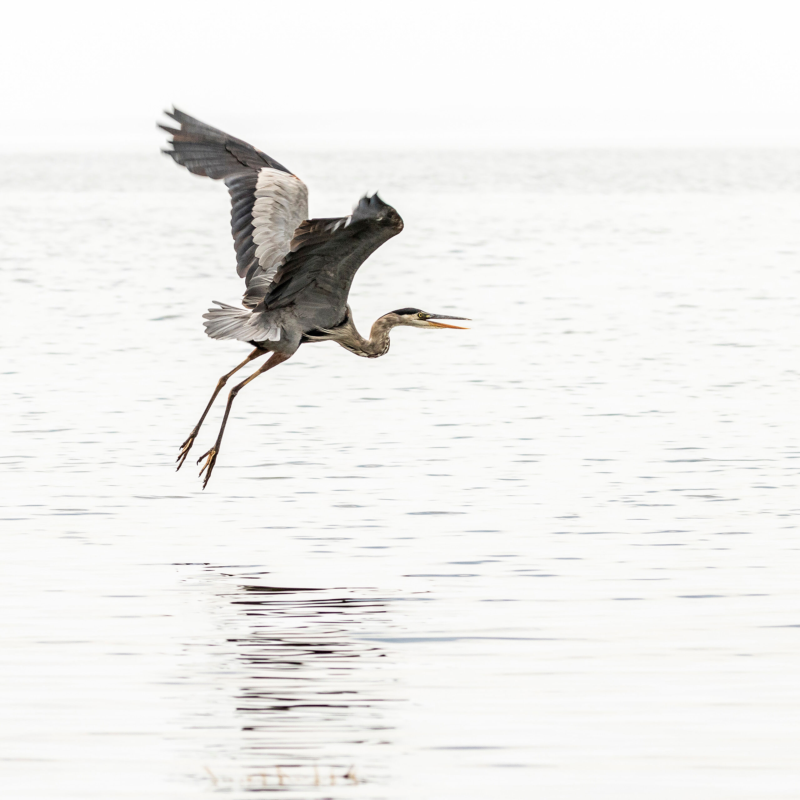 Great Blue Heron Taking Off I saw this great blue heron perched on a rock in a bay near the village of Glen Margaret, in Nova Scotia, and tried to sneak...