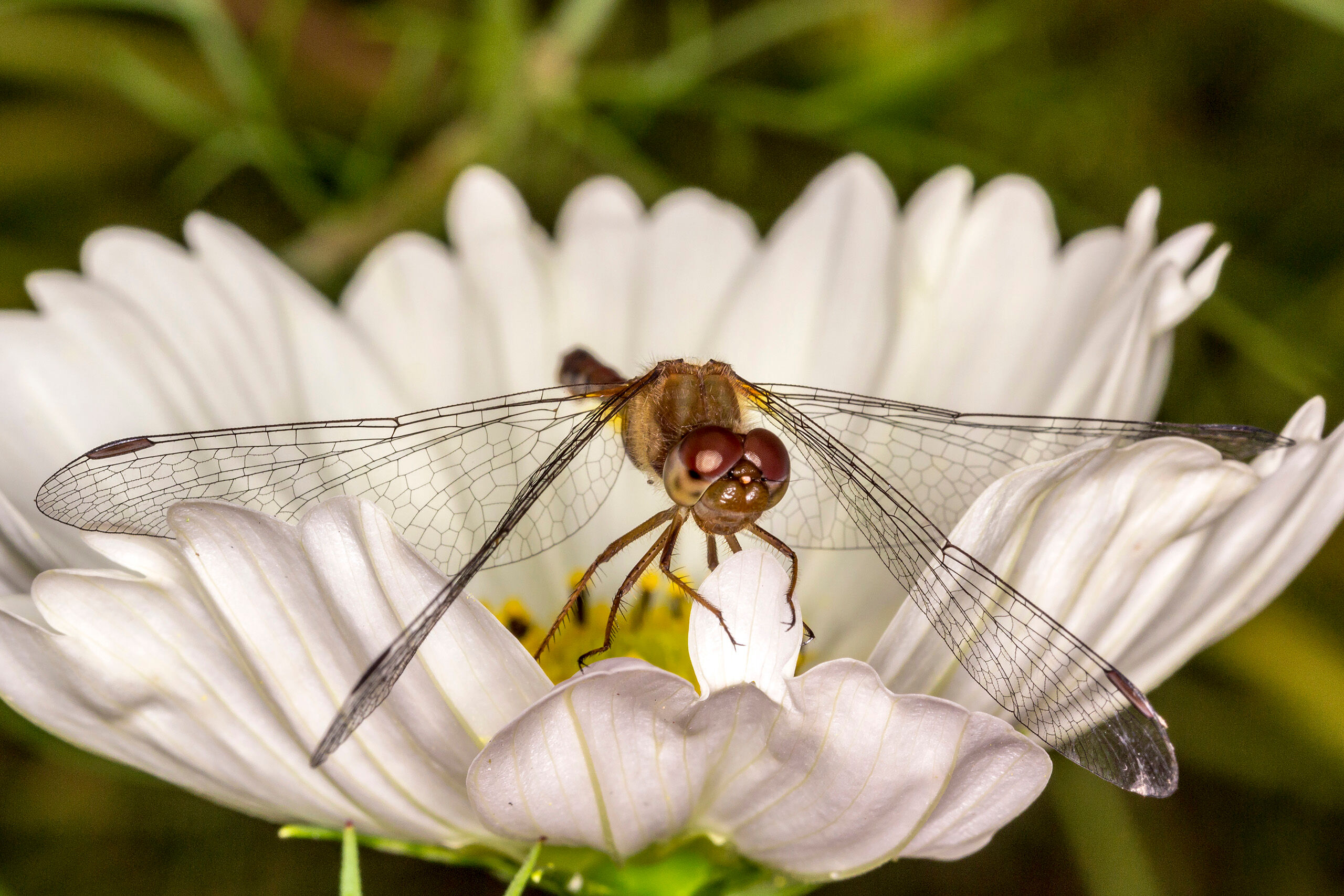 Perched Dragonfly A dragonfly perched on a white flower.