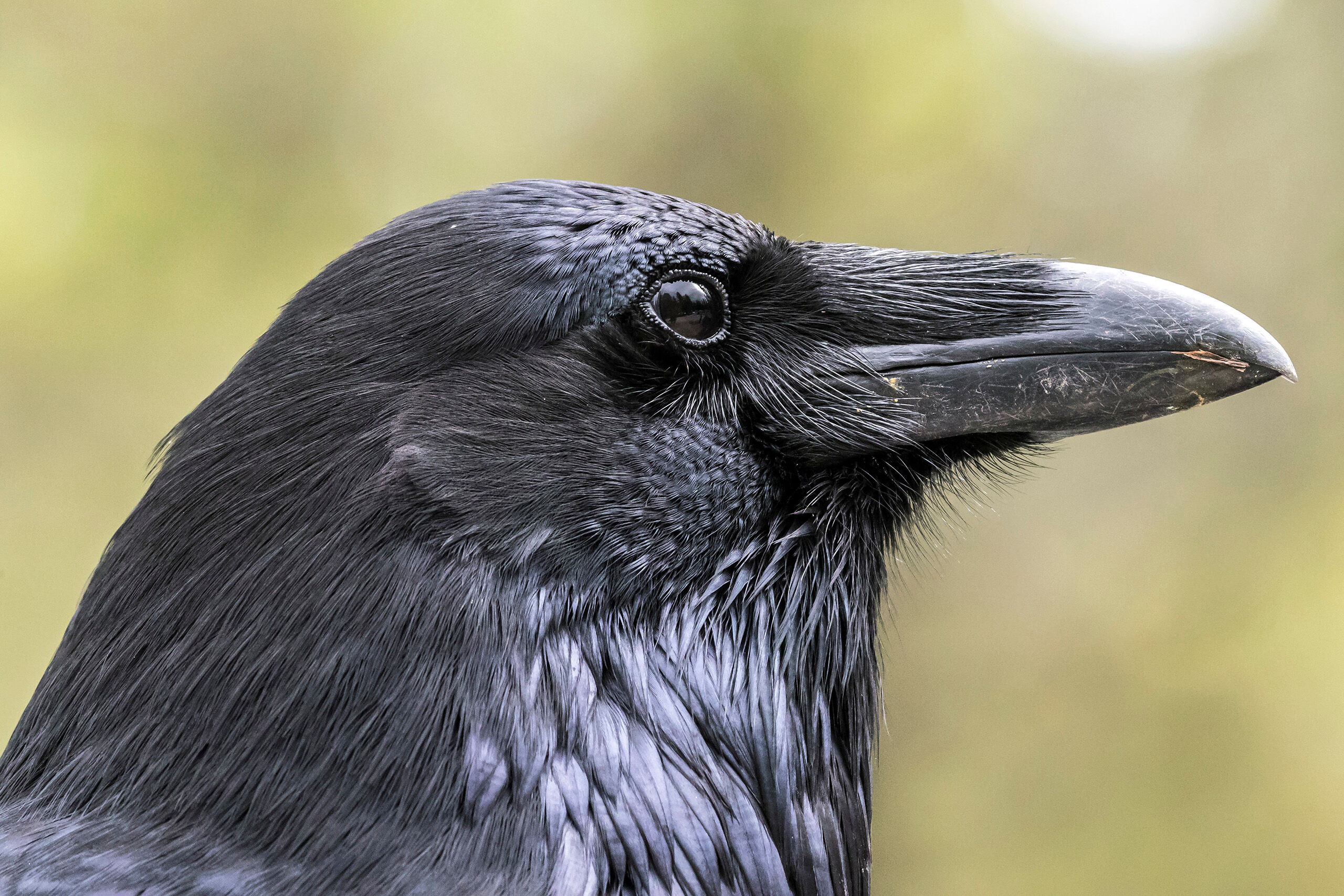 The Raven Ravens are interesting and intelligent animals, but they've never been anywhere near the top of my must-photograph list. When...