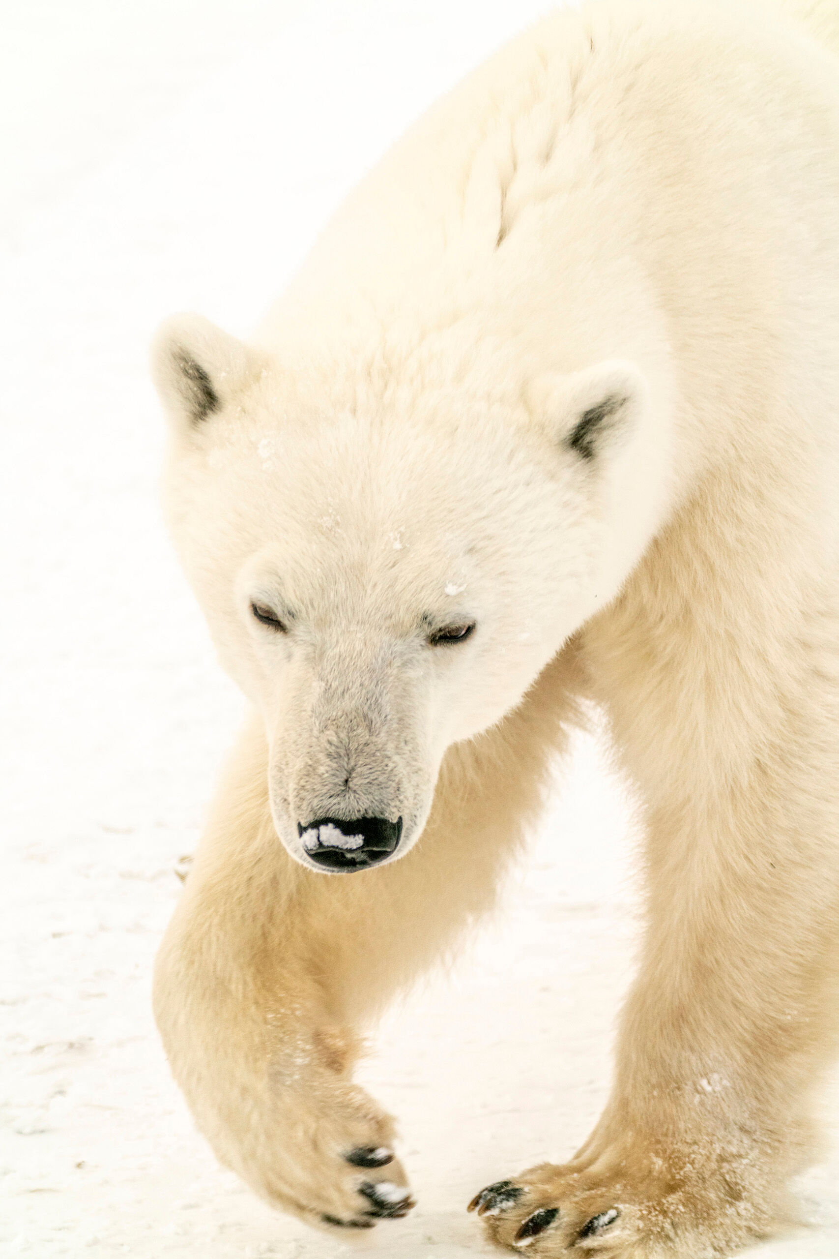 Too Close for Comfort I arrived in Churchill on October 29, 2018, and had a relaxing, do-nothing day before meeting my tour group on the morning of...