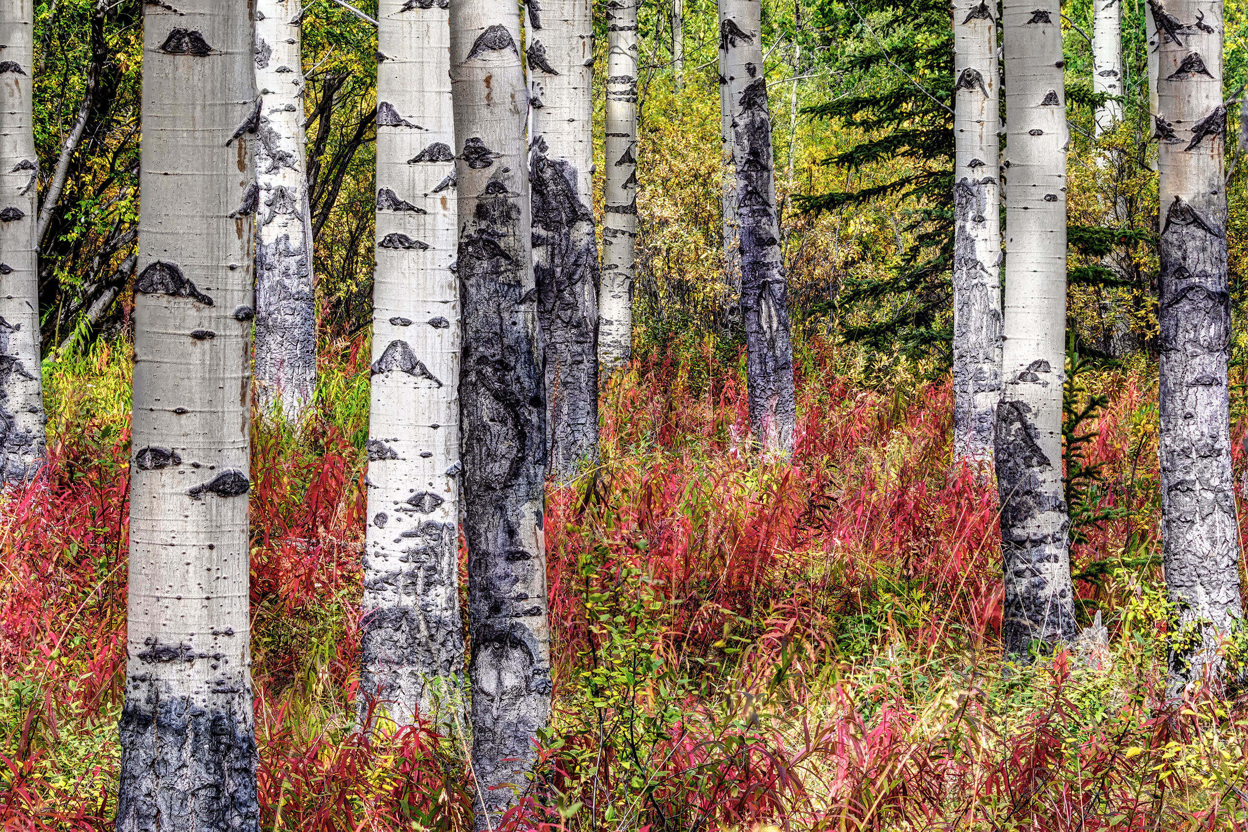 Vibrant Shrubbery I like to plan my shots to the greatest degree possible, but sometimes, you just stumble onto something that you know will make...