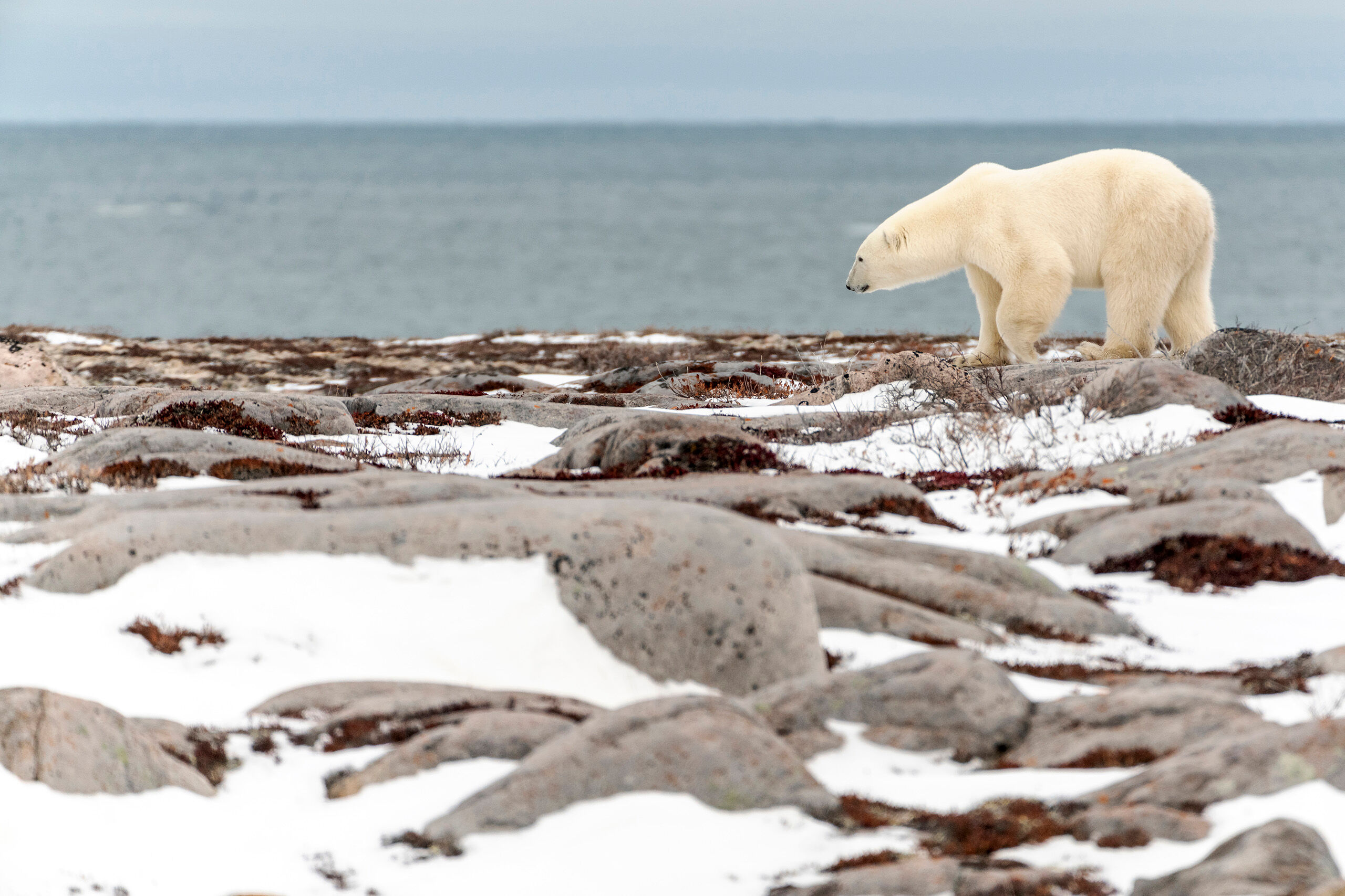 Waiting for Ice Floes to form on the Hudson Bay I arrived in Churchill on October 29, 2018, and had a relaxing, do-nothing day before meeting my tour group on the morning of...