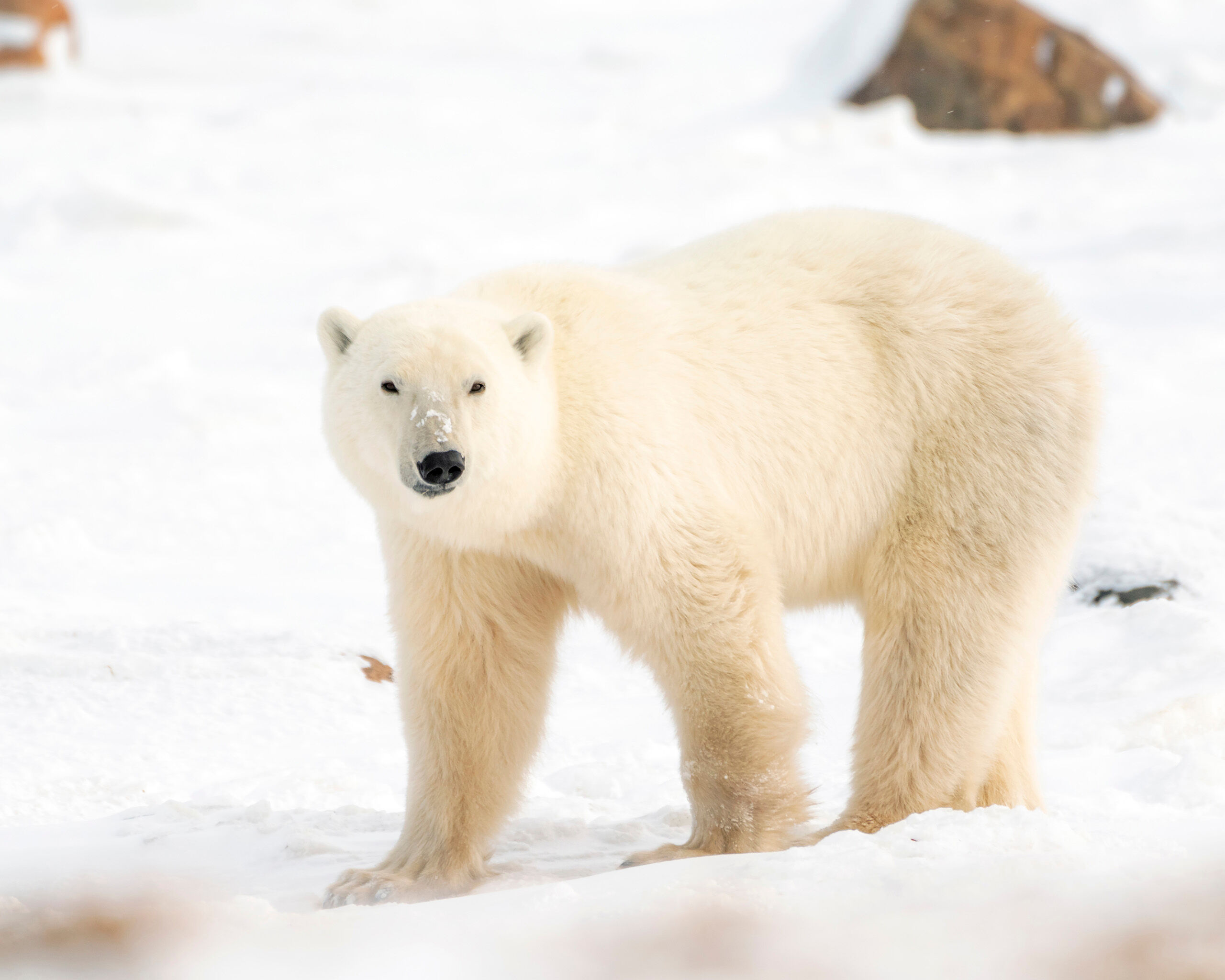 What Are You Looking At? I took this shot from maybe 50 meters from the bear shown, and that was the closest I got to a bear, at least while out of the...