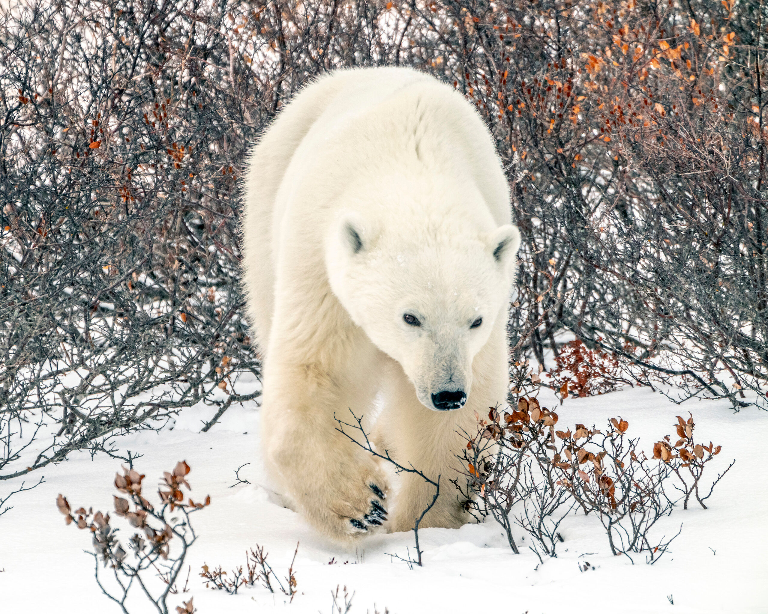 World's Largest Land Carnivore I arrived in Churchill on October 29, 2018, and had a relaxing, do-nothing day before meeting my tour group on the morning of...