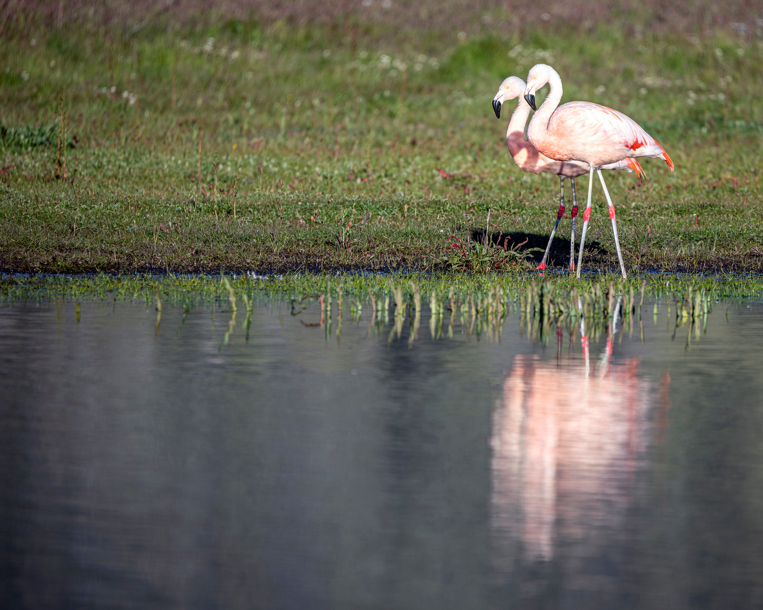 Chilean Flamingos Who knew there were flamingos in Patagonia?! I sure didn't, so it came as a surprise when I saw these two beautiful birds at...