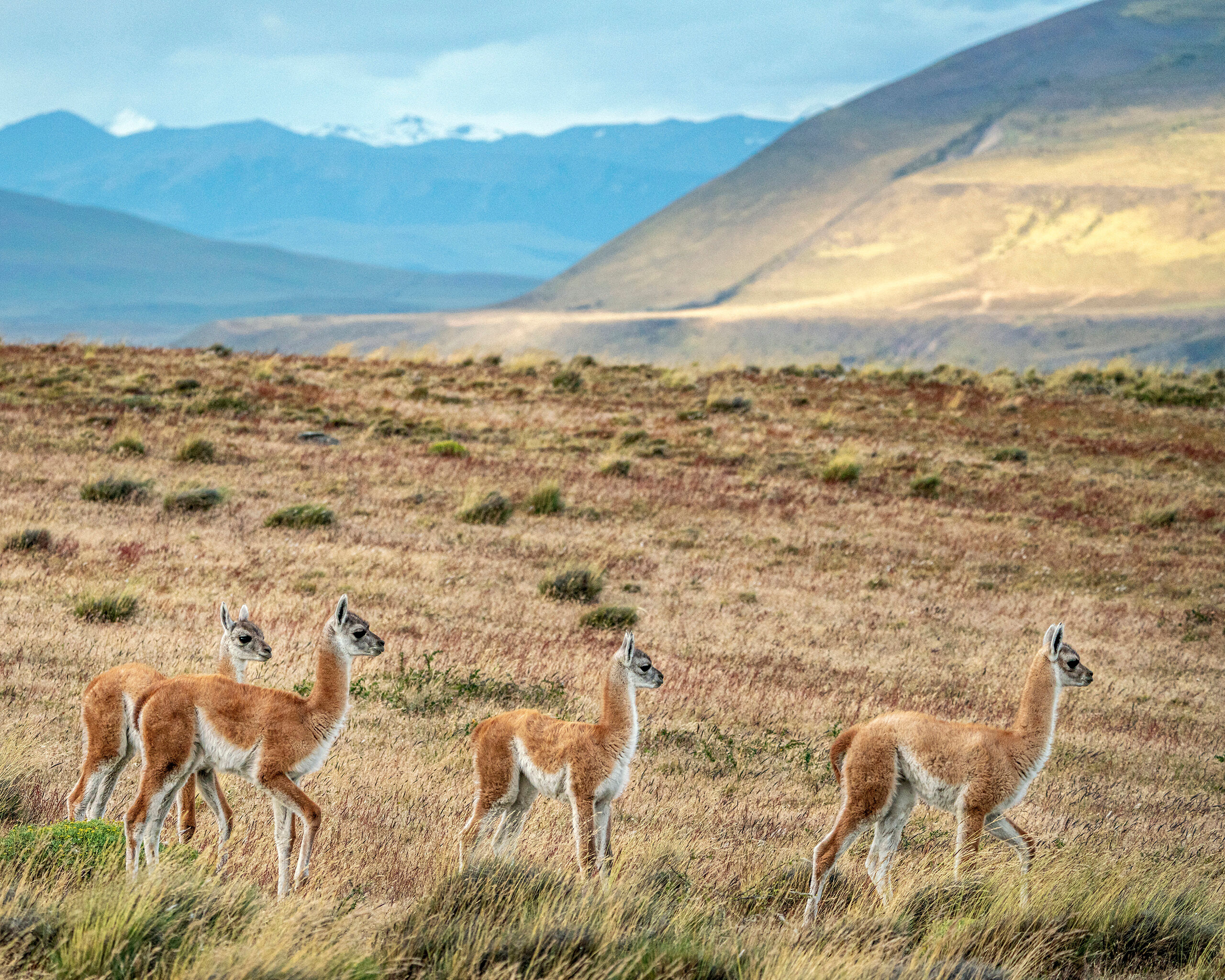 Follow Me There were many things about Patagonia that surprised me when I visited in late 2019 and early 2020. The two biggest surprises...