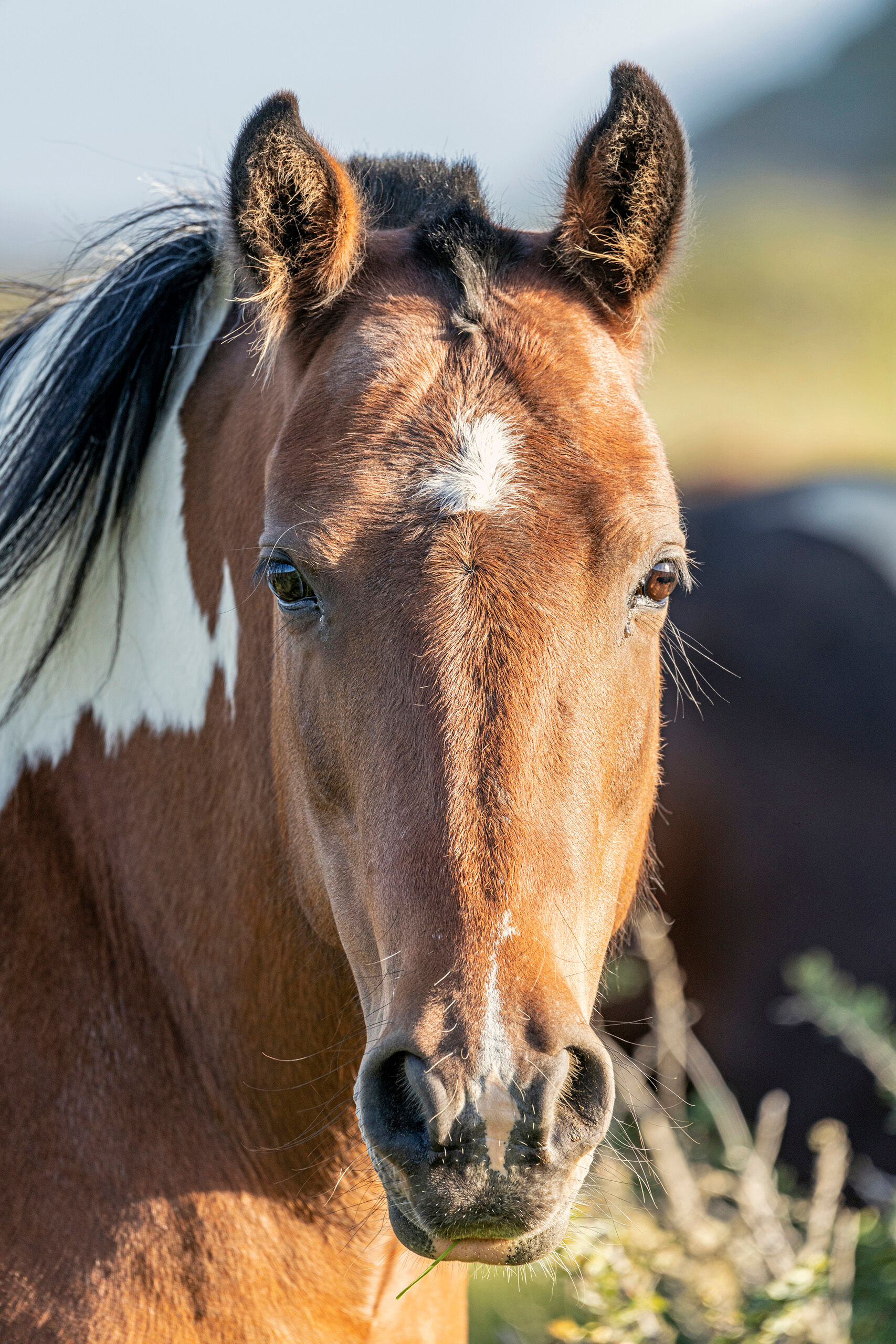 Glamour Shot I took this photo about as far south as I've ever traveled (at least as of mid-2020), on a three week trip to Patagonia. I picked...