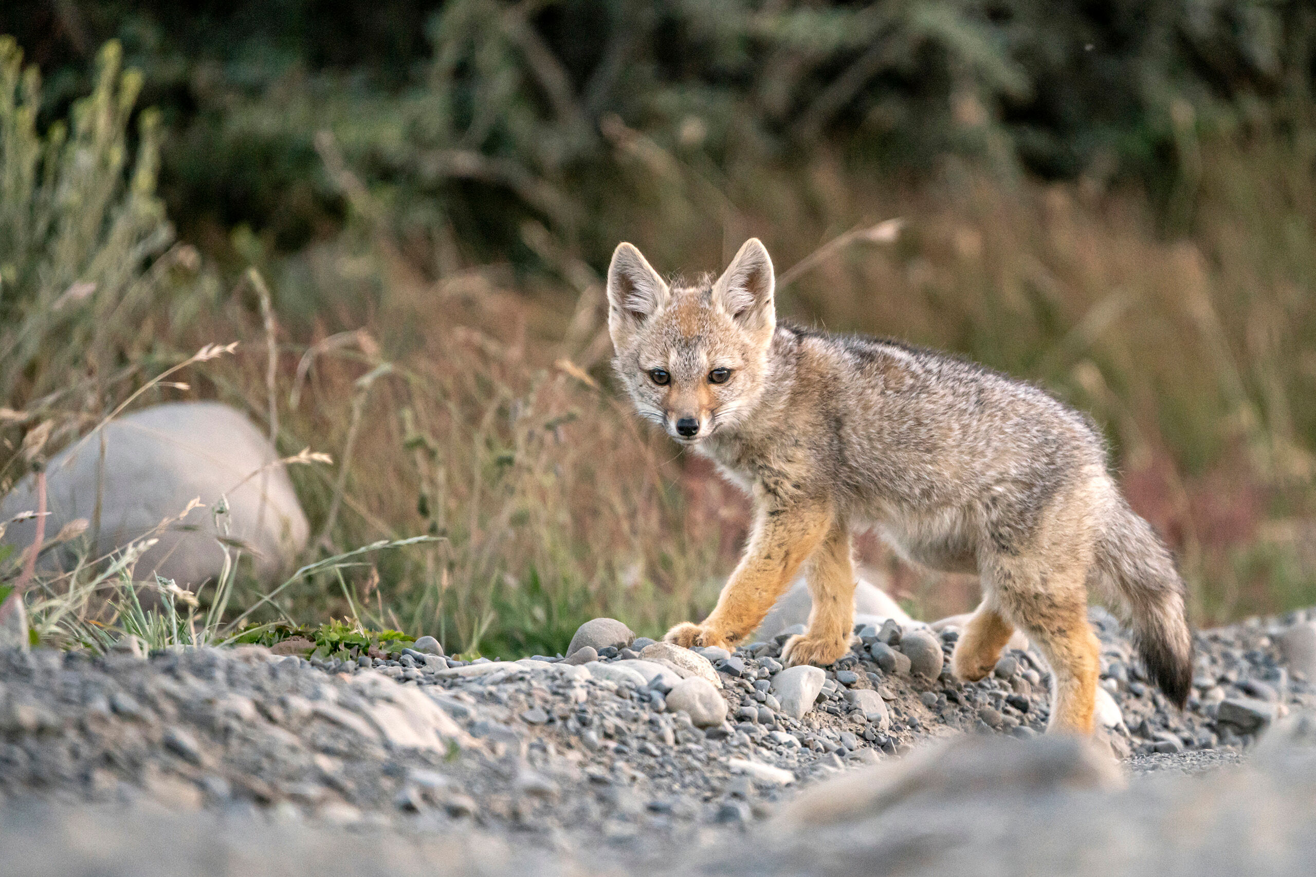 Patagonian Fox Pup One of the things that surprised me most about my visit to Chile and Argentina – primarily to visit Patagonia – in...