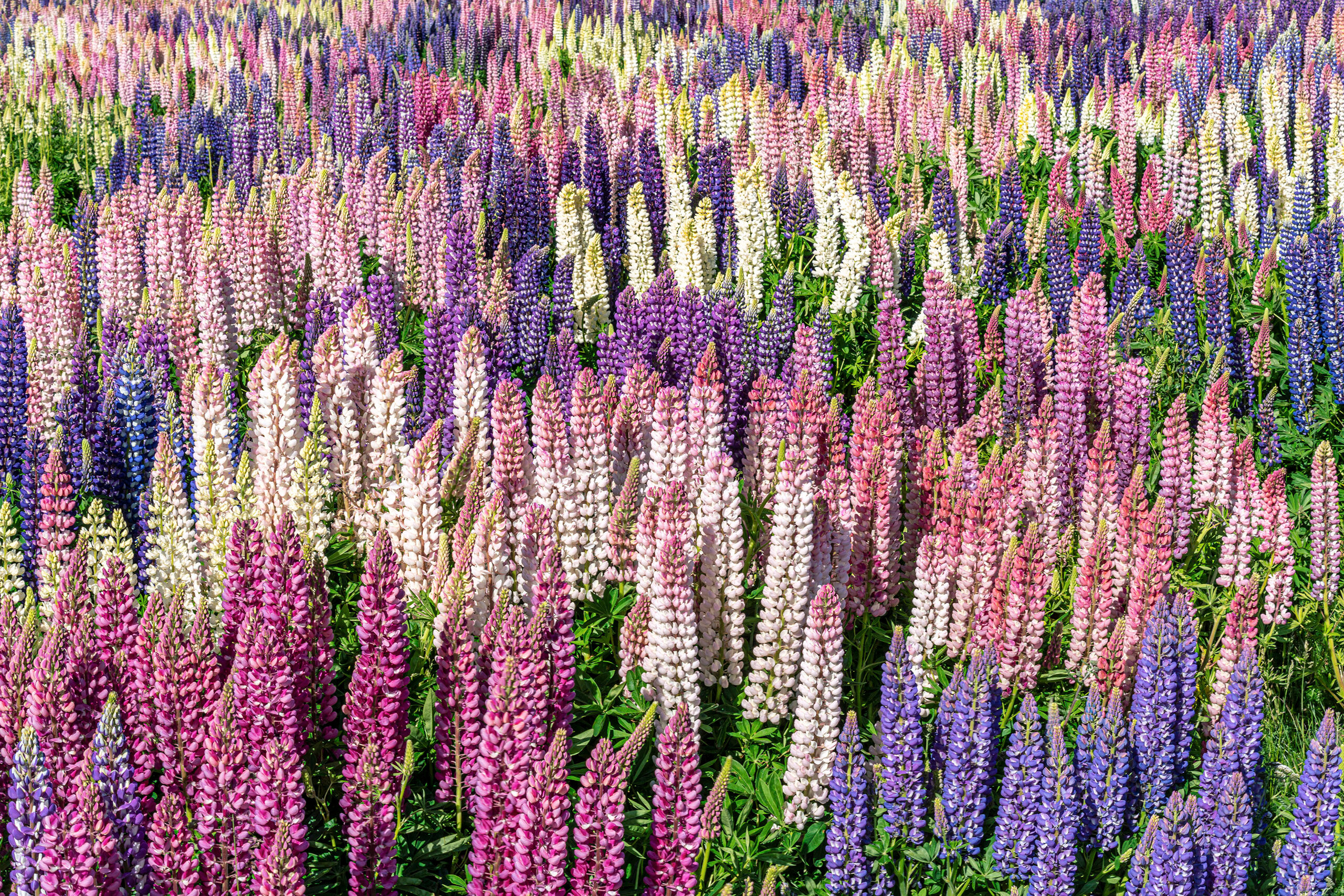 Some Lupine There were many things about Patagonia that surprised me when I visited in late 2019 and early 2020. The two biggest surprises...