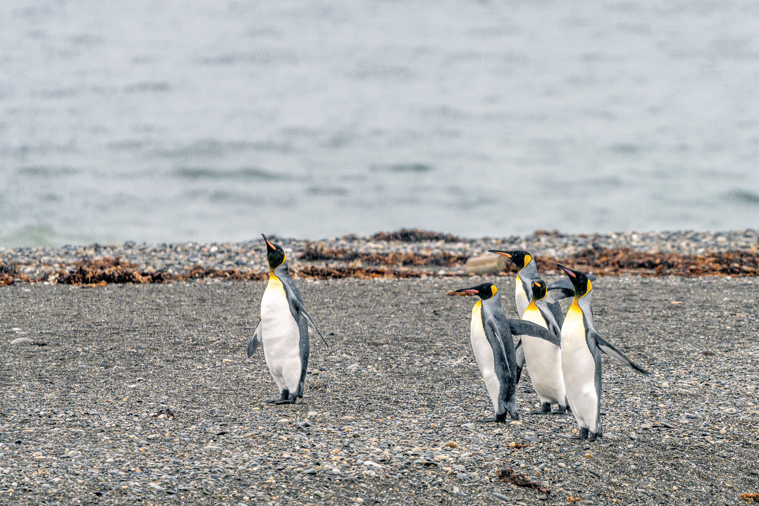 Walk this Way I visited Patagonia in late 2019 and early 2020, and one of the first things I did while there was to visit the Parque Pinguino...