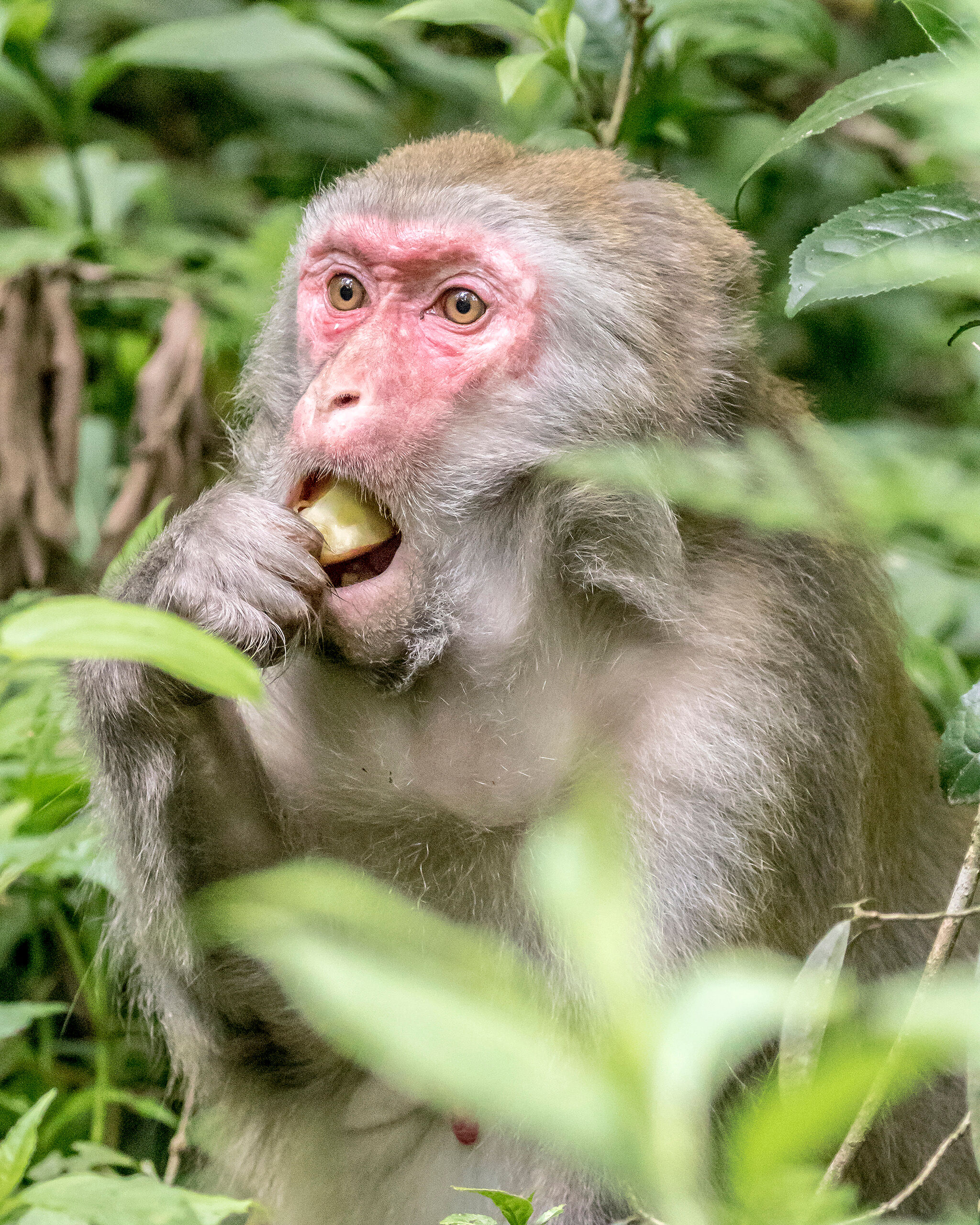 An Apple a Day Golden Whip Stream, in Zhangjiajie National Park, Hunan Province, China, is the central feature of a popular hiking trail. The...