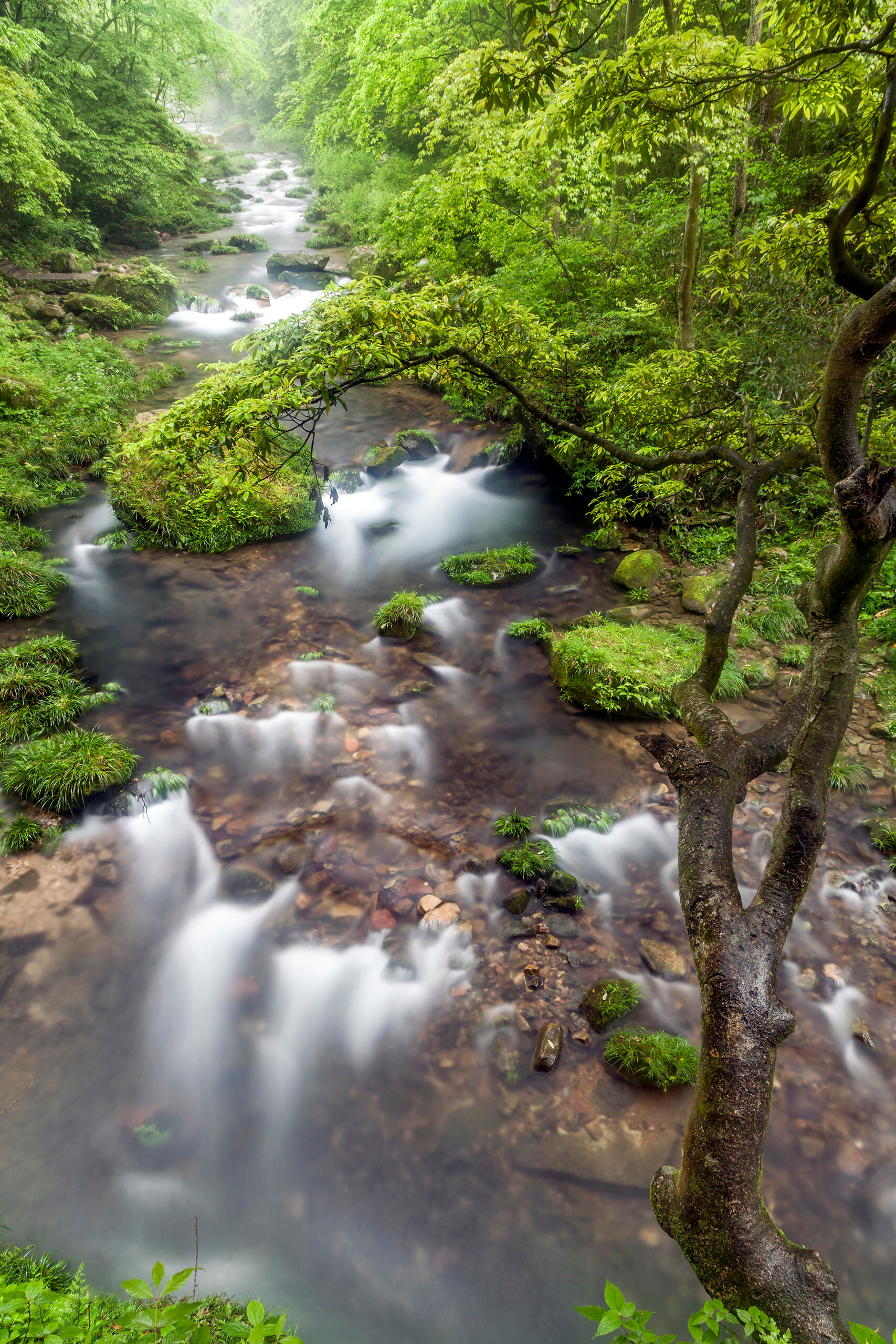 Peace Golden Whip Stream, in Zhangjiajie National Park, Hunan Province, China, is the central feature of a popular hiking trail. The...