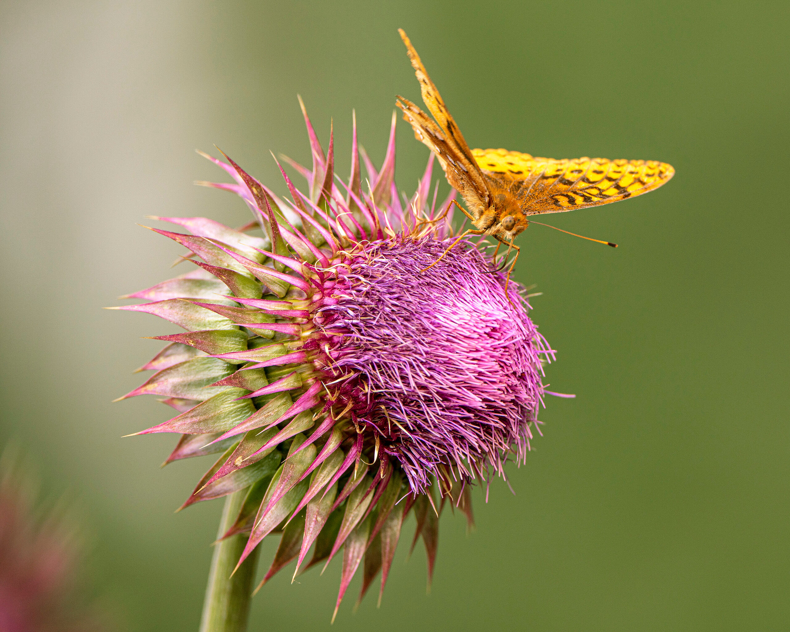 Aphrodite Fritillary Mount Sneffels and the surrounding area, in southwest Colorado, is one of my favorite places for camping and photography. I was...