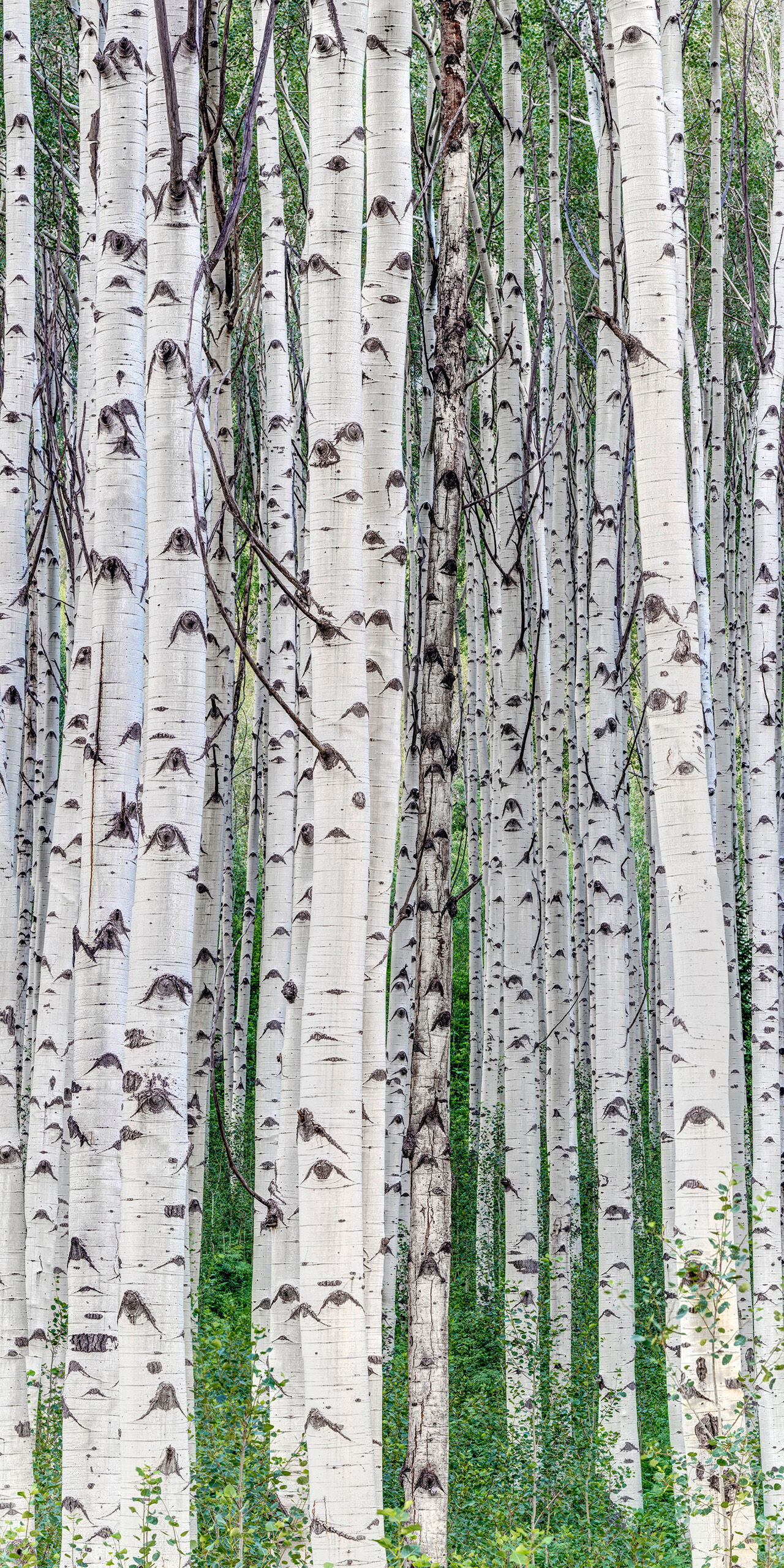 Aspen Grove Vertical Panorama Colorado, America, USA, nature, landscape, forest, panorama, white, black, green, tree, trees, Aspen, summer, spring, HDR