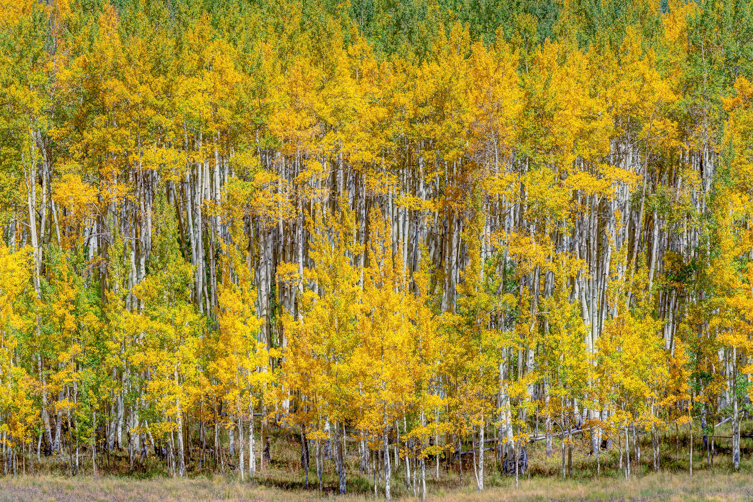 Aspen in Autumn Somewhere around the middle of September, the aspen trees in the Rocky Mountains throughout Colorado begin to change color. Depending...