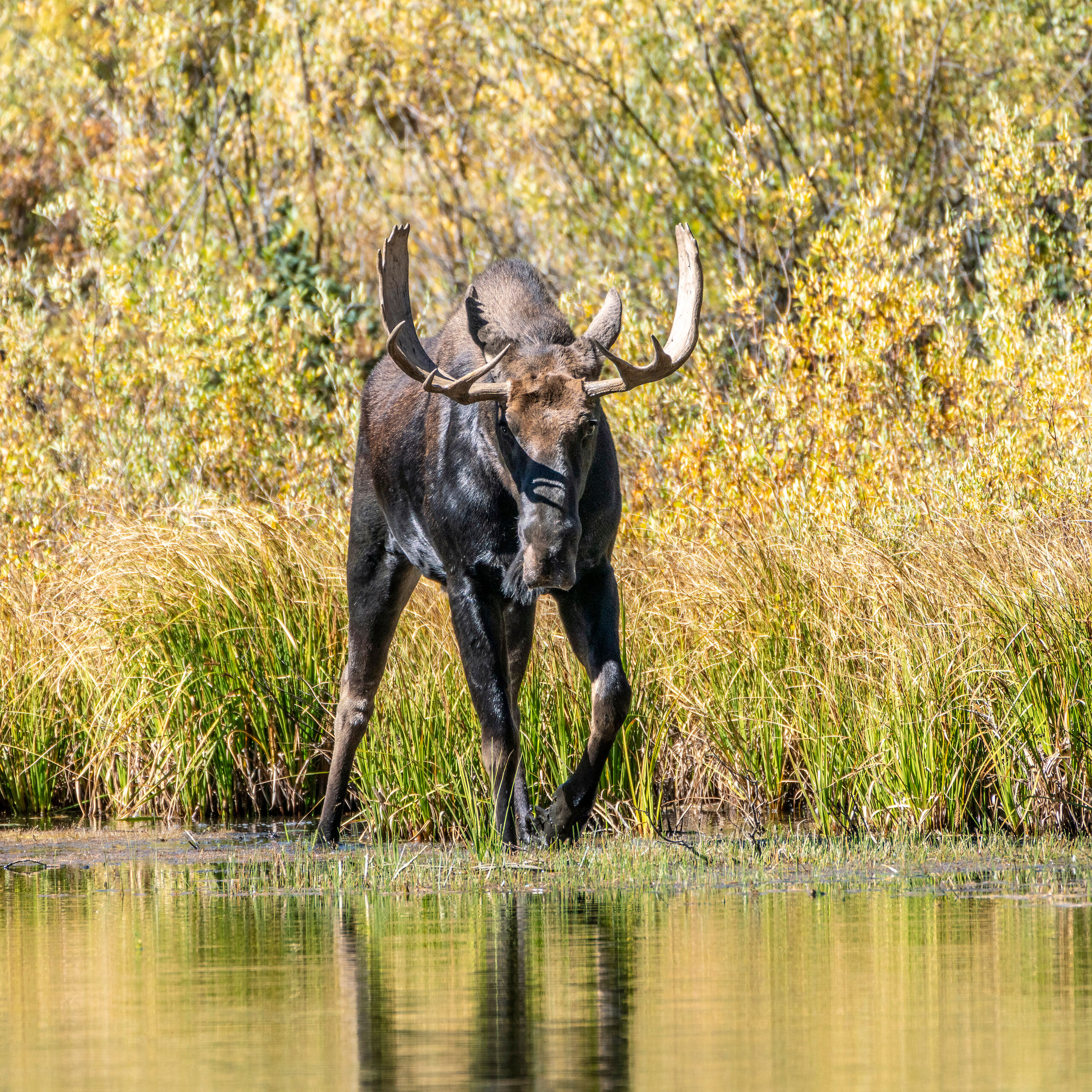 Beware I've spent quite a bit of time in Canada – known for moose – but to this day, I think portions of the Rocky Mountains...