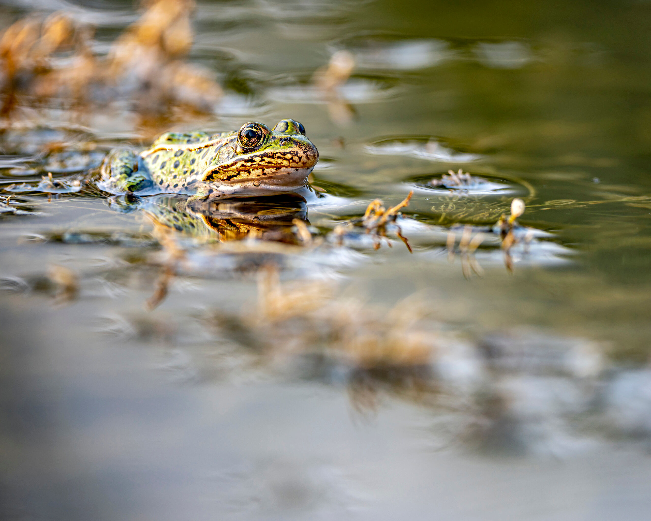 Colorado Bullfrog In the late summer of 2020, I went on a cross-Colorado camping trip, exploring parts of the state I'd never visited before. I...