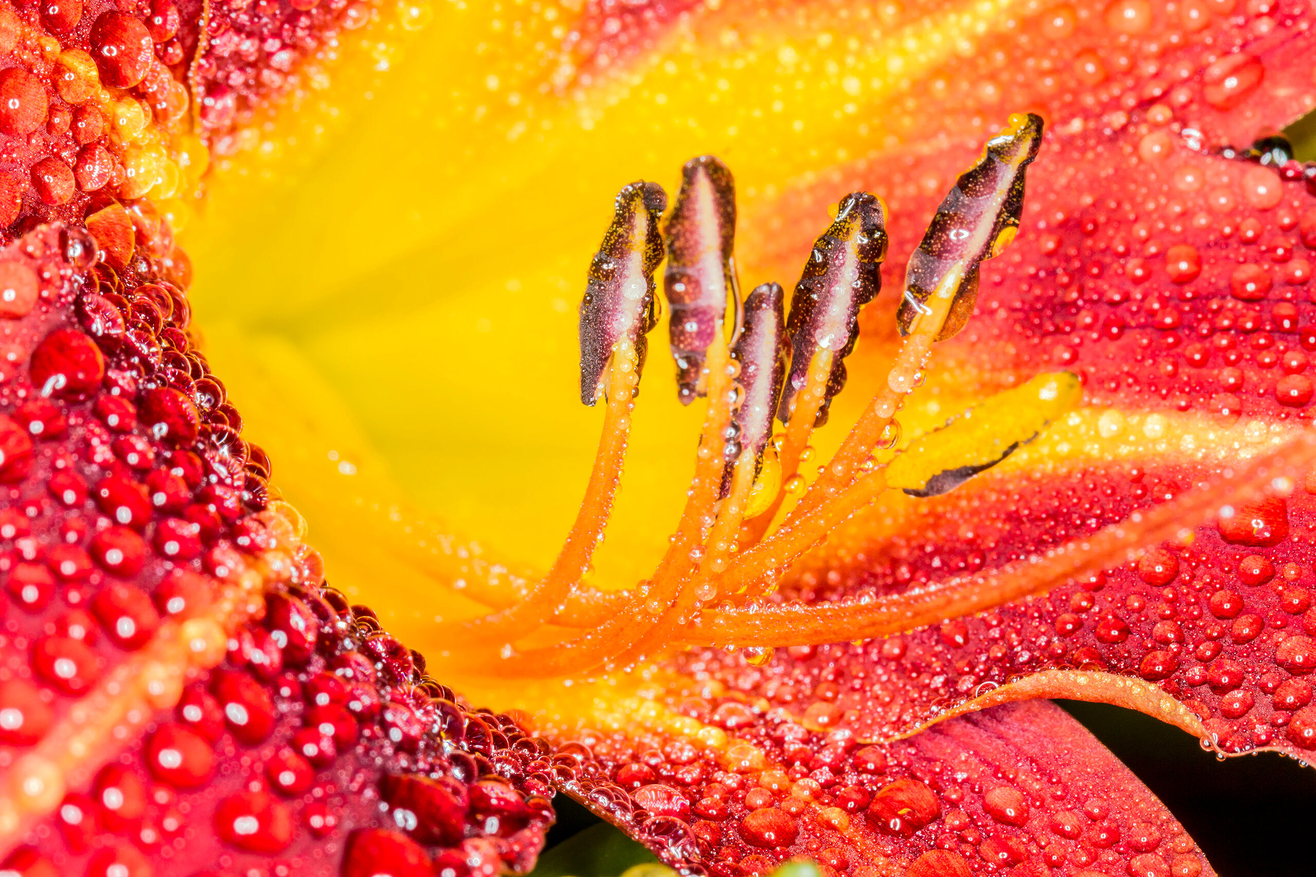 Dew-Covered Day Lily No exciting story on this one. I took this photo one morning in my back yard.