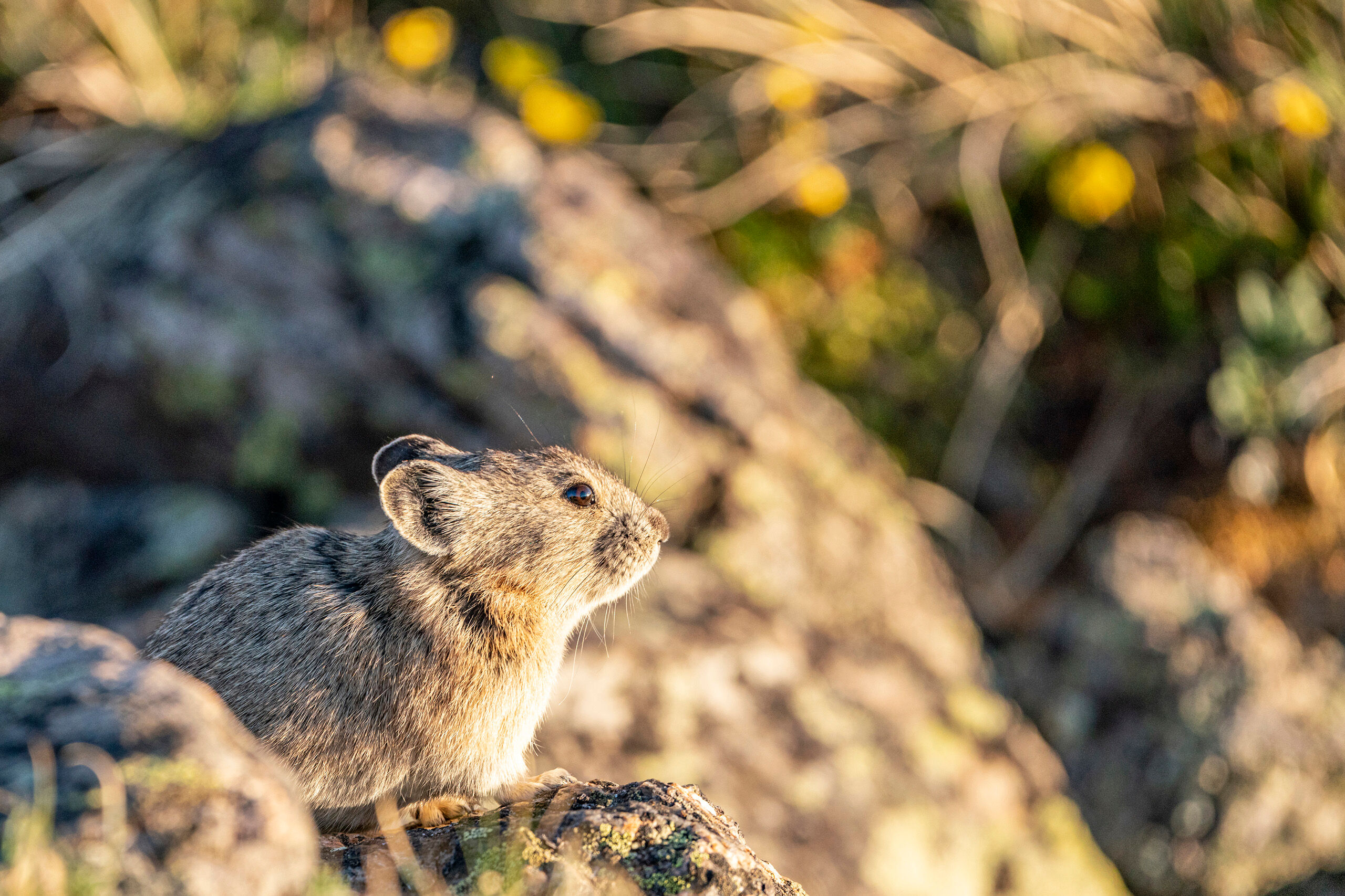 Enjoying the Sunset Marmots and pikas are among my favorite animals to photograph. I'm sure part of that comes from my having grown up an hour from...