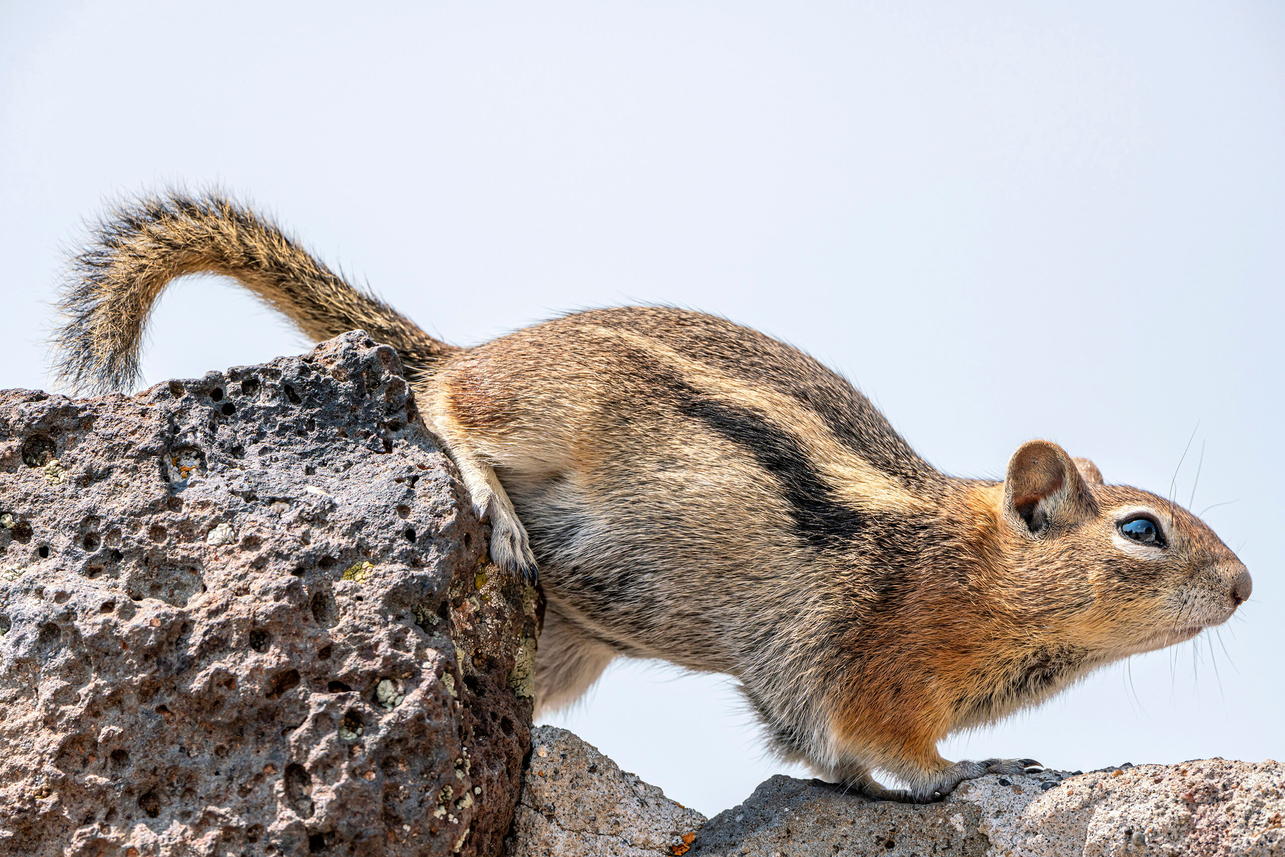 Golden-Mantled Ground Squirrel In the summer of 2020, I went on a cross-Colorado camping trip, visiting locations throughout the state that I'd never been to...