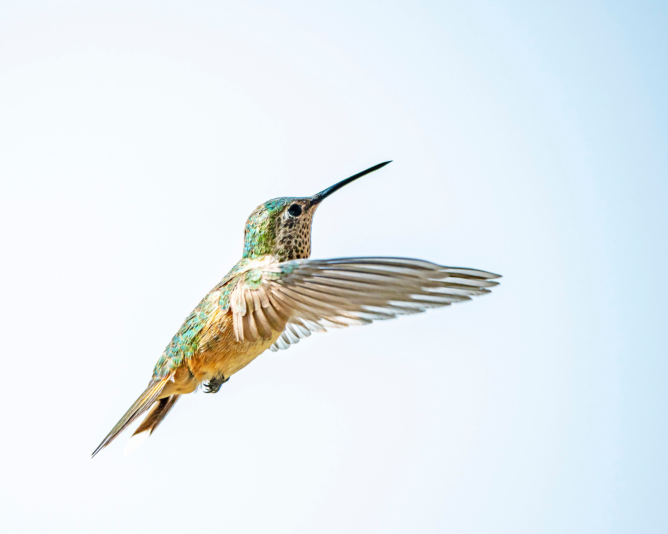 Hummingbird in Flight Hummingbirds are incredibly difficult to photograph. They are tiny, they move quickly and erratically, and their wings beat in...