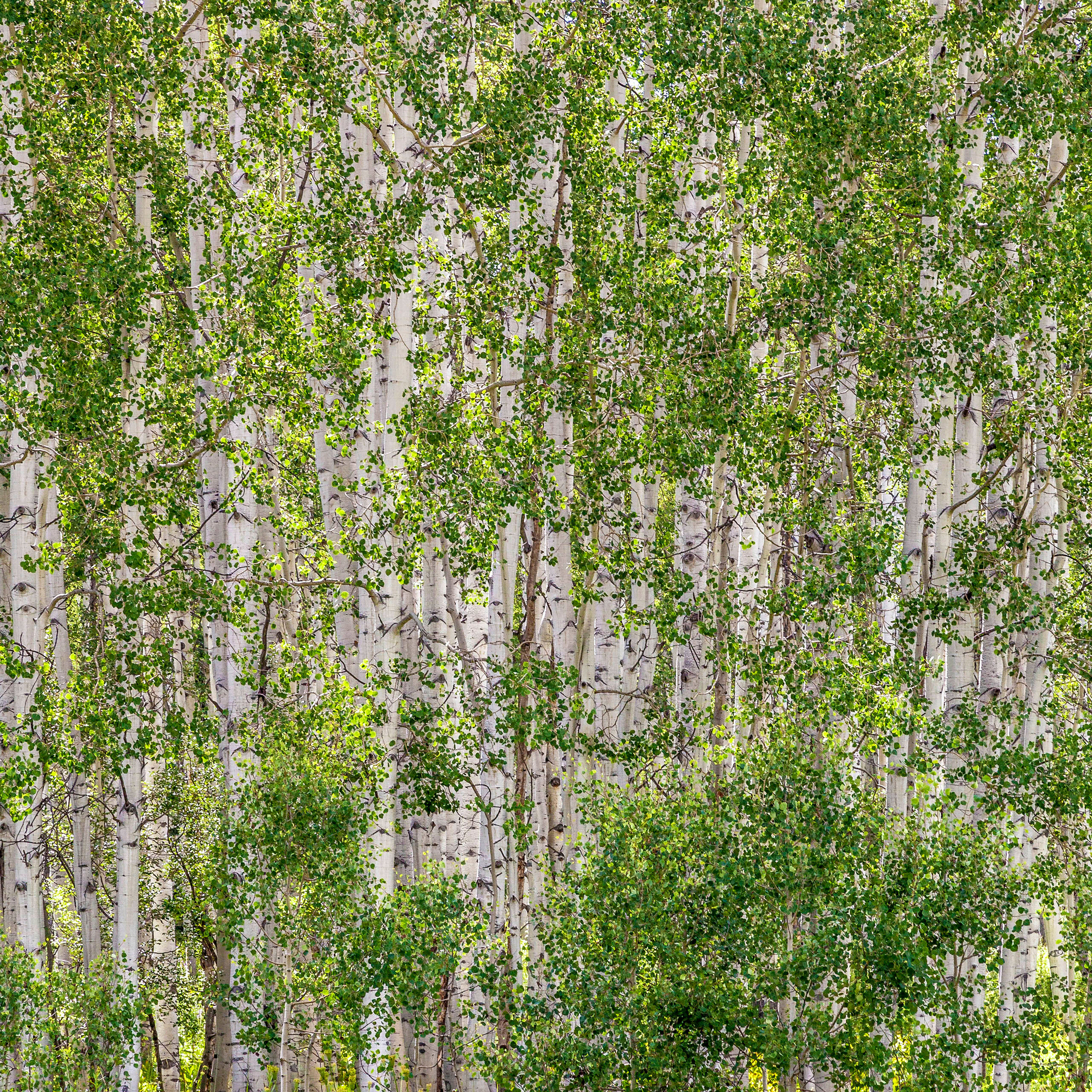 Impenetrable Aspen Kebler Pass, which runs west from Crested Butte, Colorado, through Gunnison National Forest, is a (mostly) gravel road that...