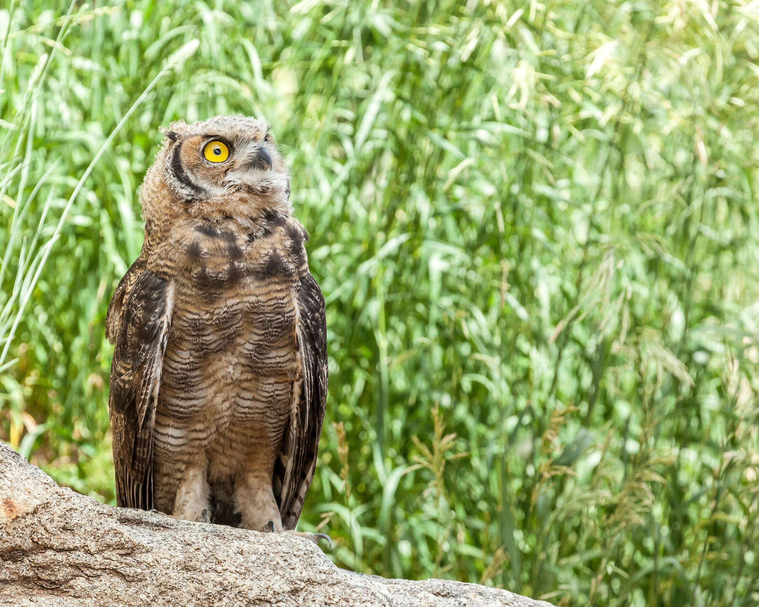 Juvenile Great Horned Owl I was visiting a friend in Steamboat Springs in the Summer of 2010, and he told me he'd heard of a family of Great Horned Owls...