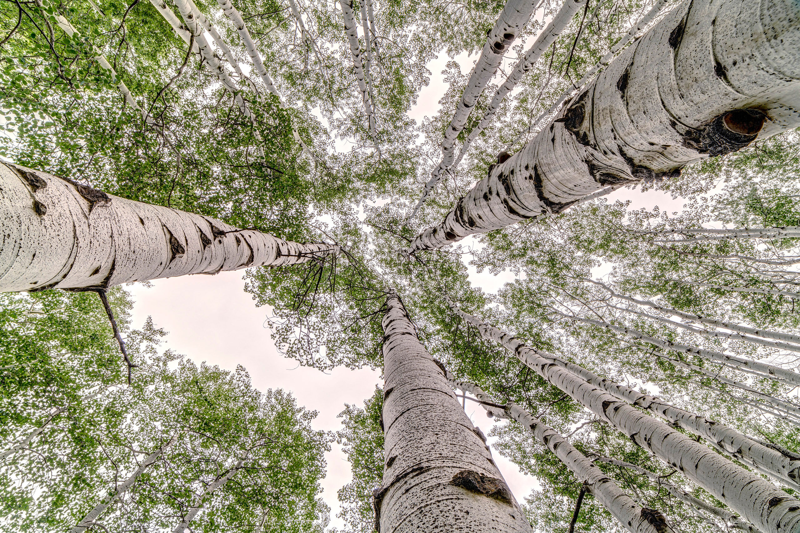 Looking Up Although I live in Colorado, it is a 5 hour drive from my home town to the beautiful, mountain town of Aspen. I participated...