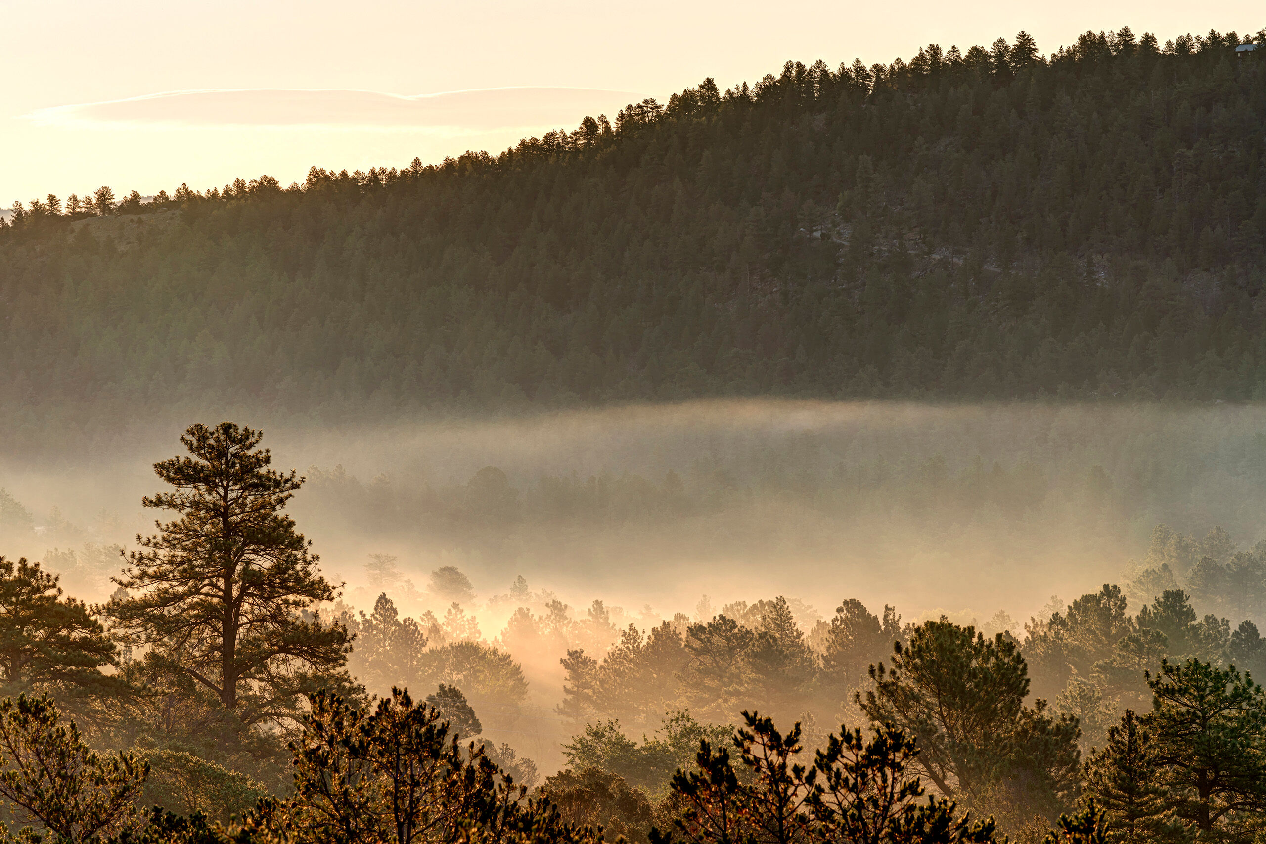 Misty Morning This is a photo that could have been taken anywhere. It was taken near Buena Vista, Colorado, but I don't think the location...