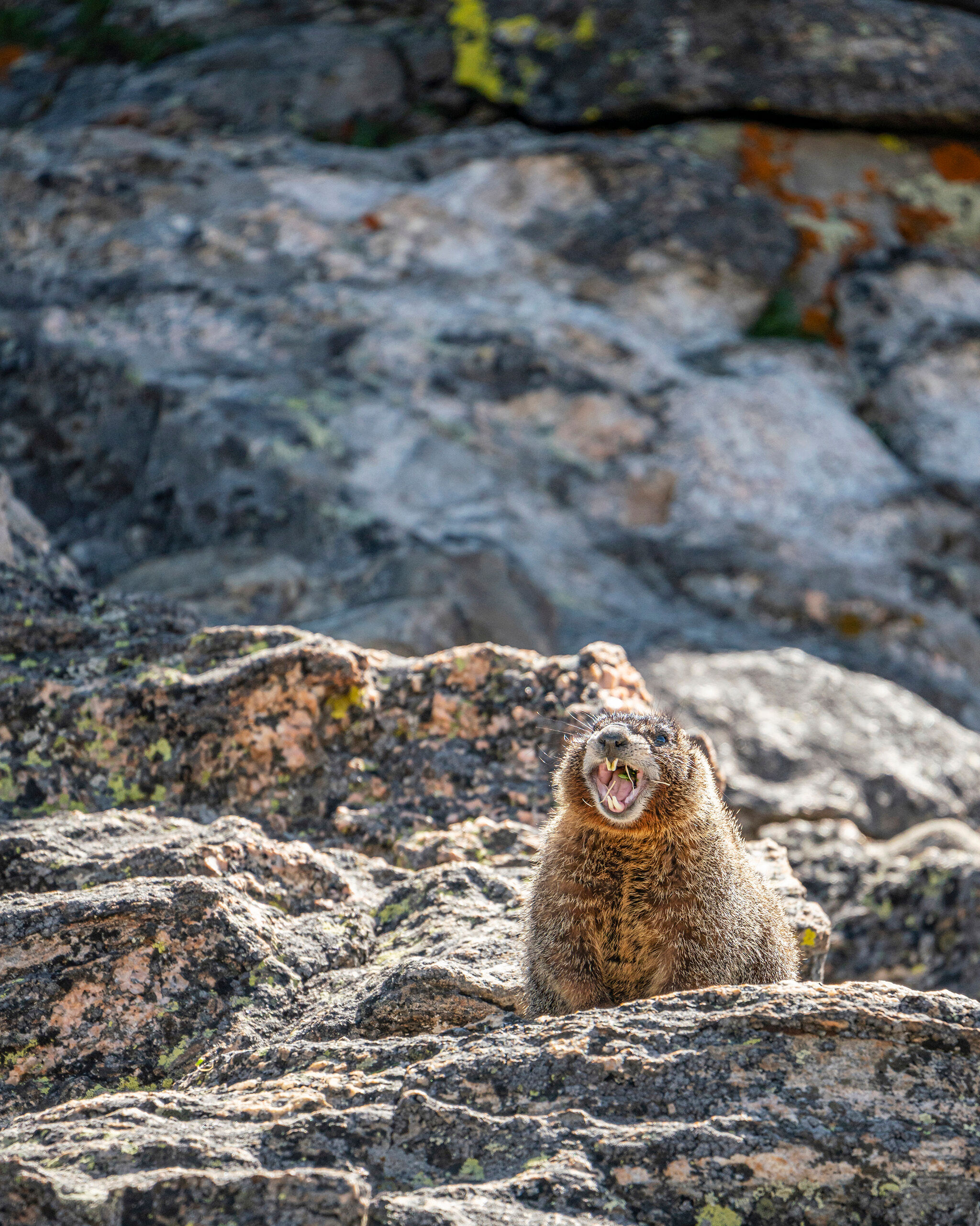 Squeak Squeak Marmots and pikas are among my favorite animals to photograph. I'm sure part of that comes from my having grown up an hour from...