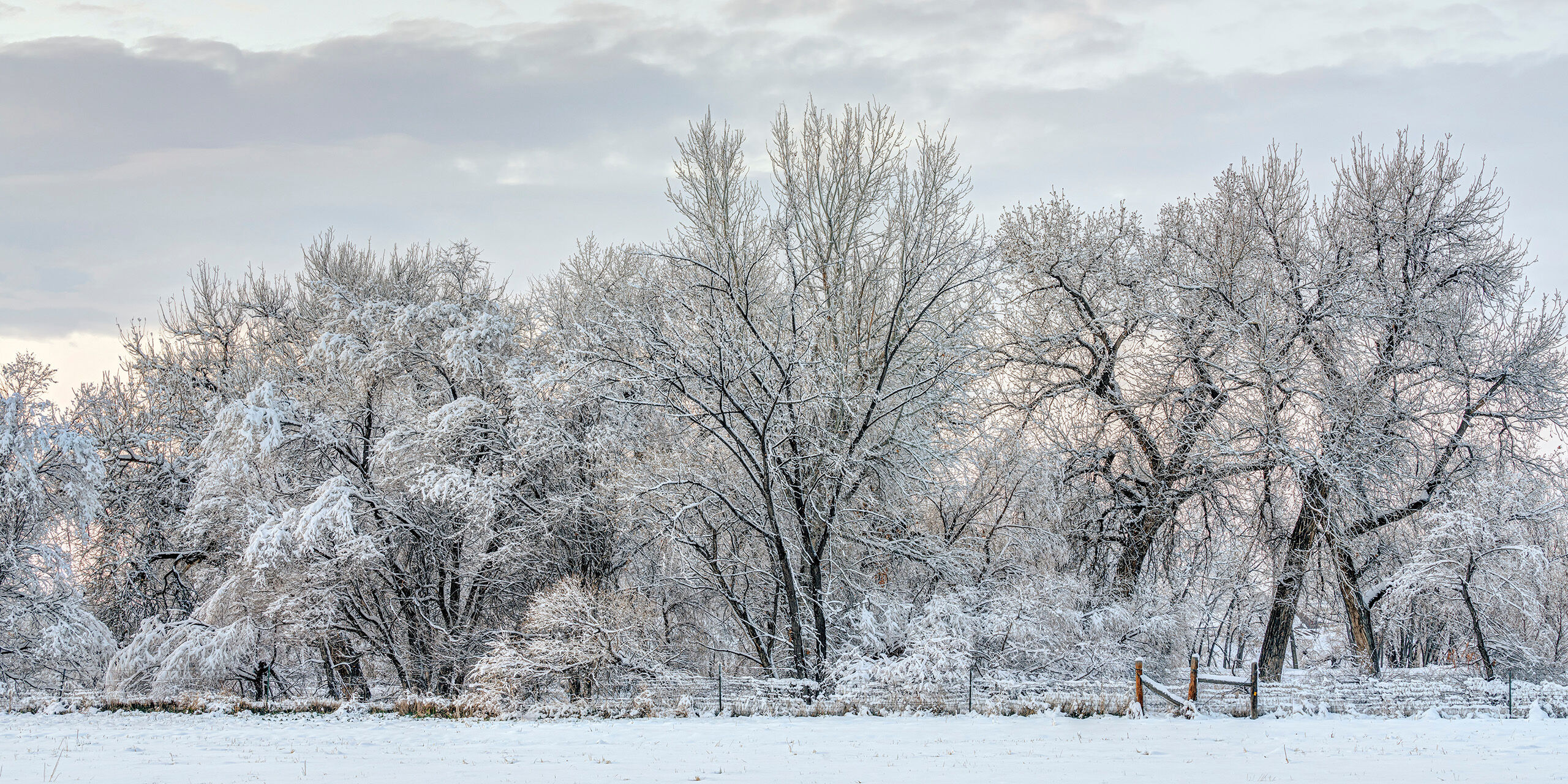 White on White In the midst of 2020's Coronavirus lockdown, a brief but powerful blizzard blew through northern Colorado, where I live. I don...