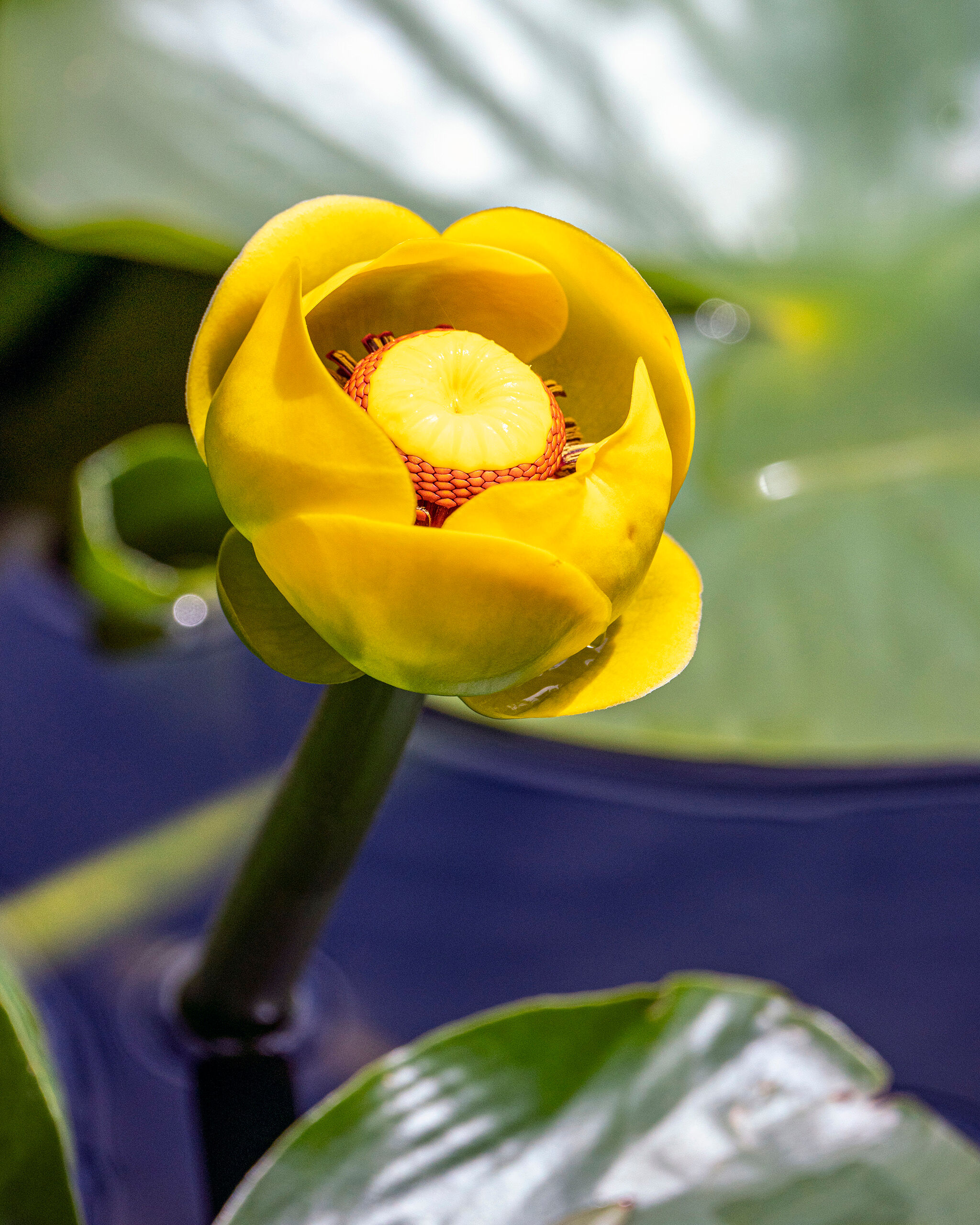 Yellow Pond Lily 1 I drive along Interstate 70, through Colorado's Rocky Mountains, dozens of times every year, but it wasn't until 2020 that I...