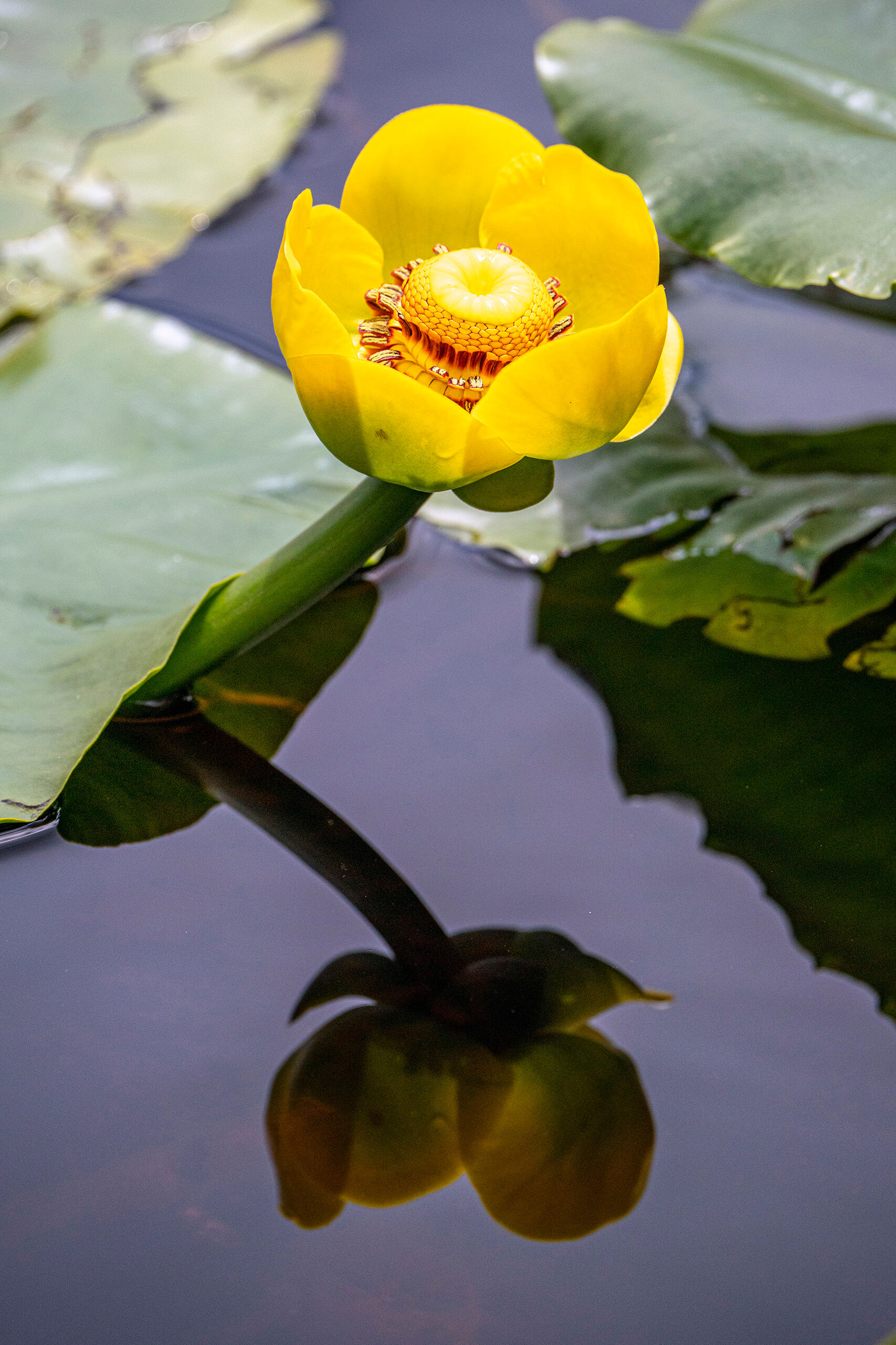 Yellow Pond Lily 2 I drive along Interstate 70, through Colorado's Rocky Mountains, dozens of times every year, but it wasn't until 2020 that I...