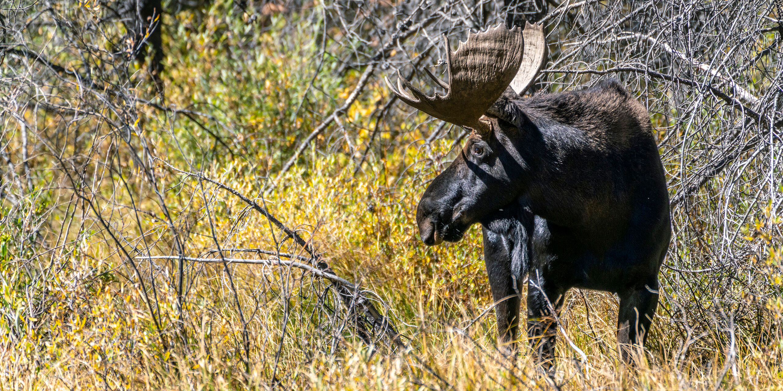 Young Bull Moose I've spent quite a bit of time in Canada – known for moose – but to this day, I think portions of the Rocky Mountains...