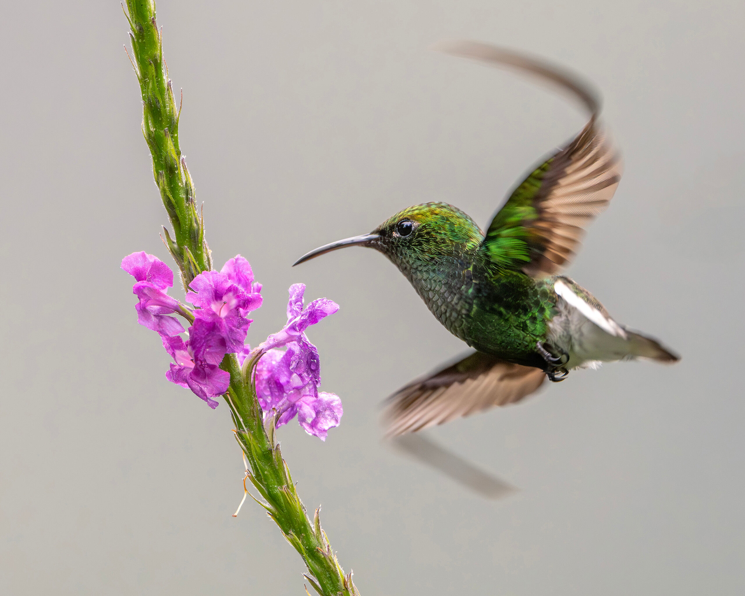 Costa Rican Hummingbird Costa Rica has 948 species of birds, and given the country's small size, this means it has the greatest density of bird species...