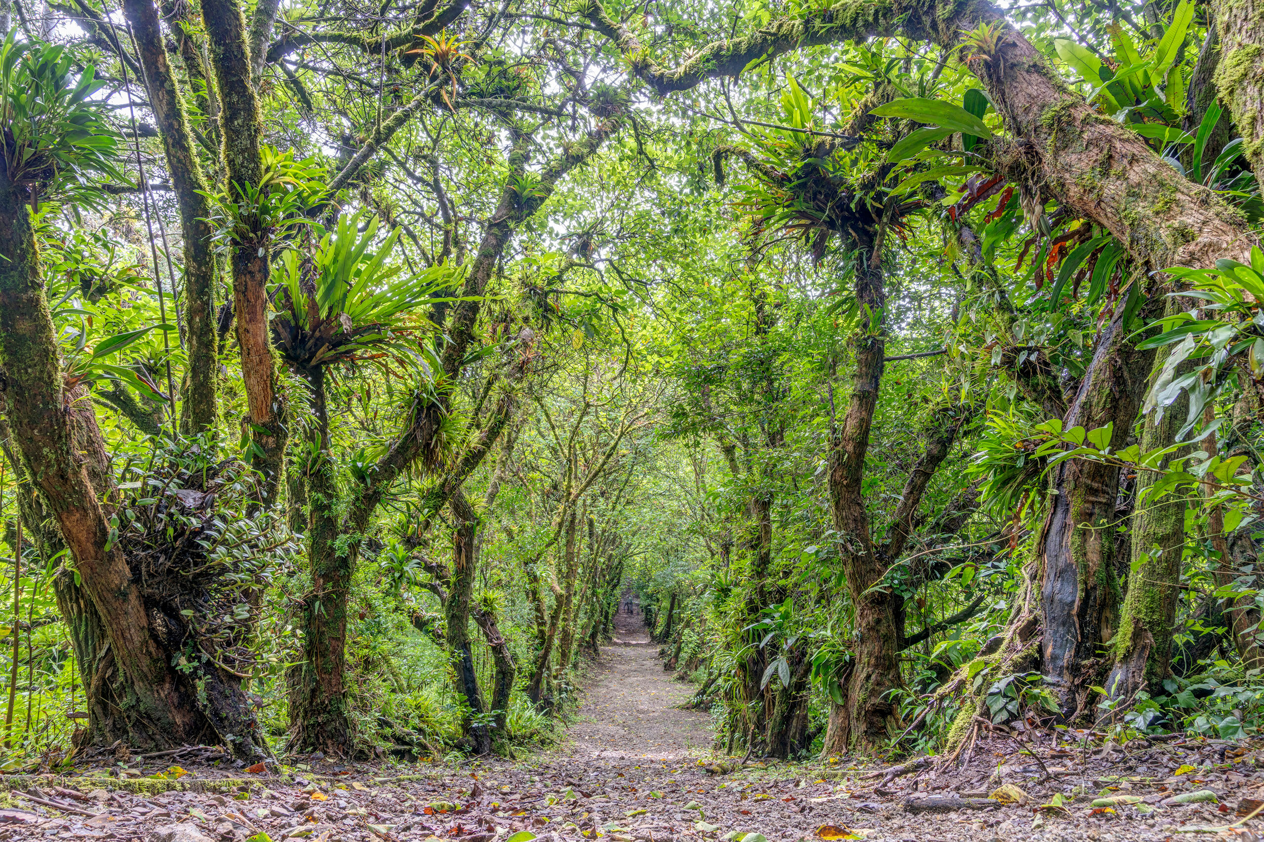 Curi-Cancha Pathway I had terrible luck with the weather on my November, 2024 trip to Costa Rica, but there were brief moments where it wasn't pouring...