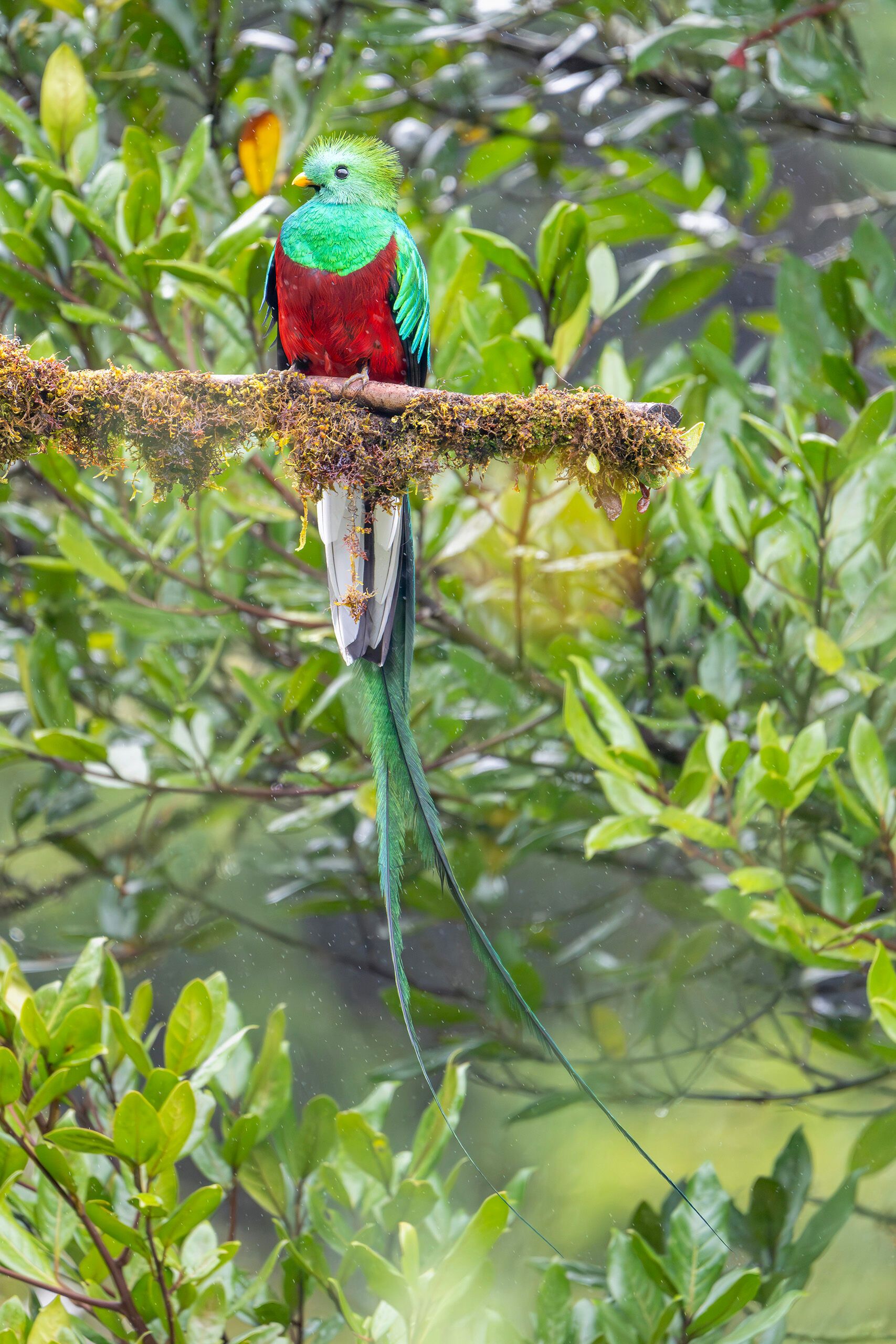 Resplendent Quetzal I had terrible luck with the weather on my November, 2024 trip to Costa Rica, but there were brief moments where it wasn't pouring...