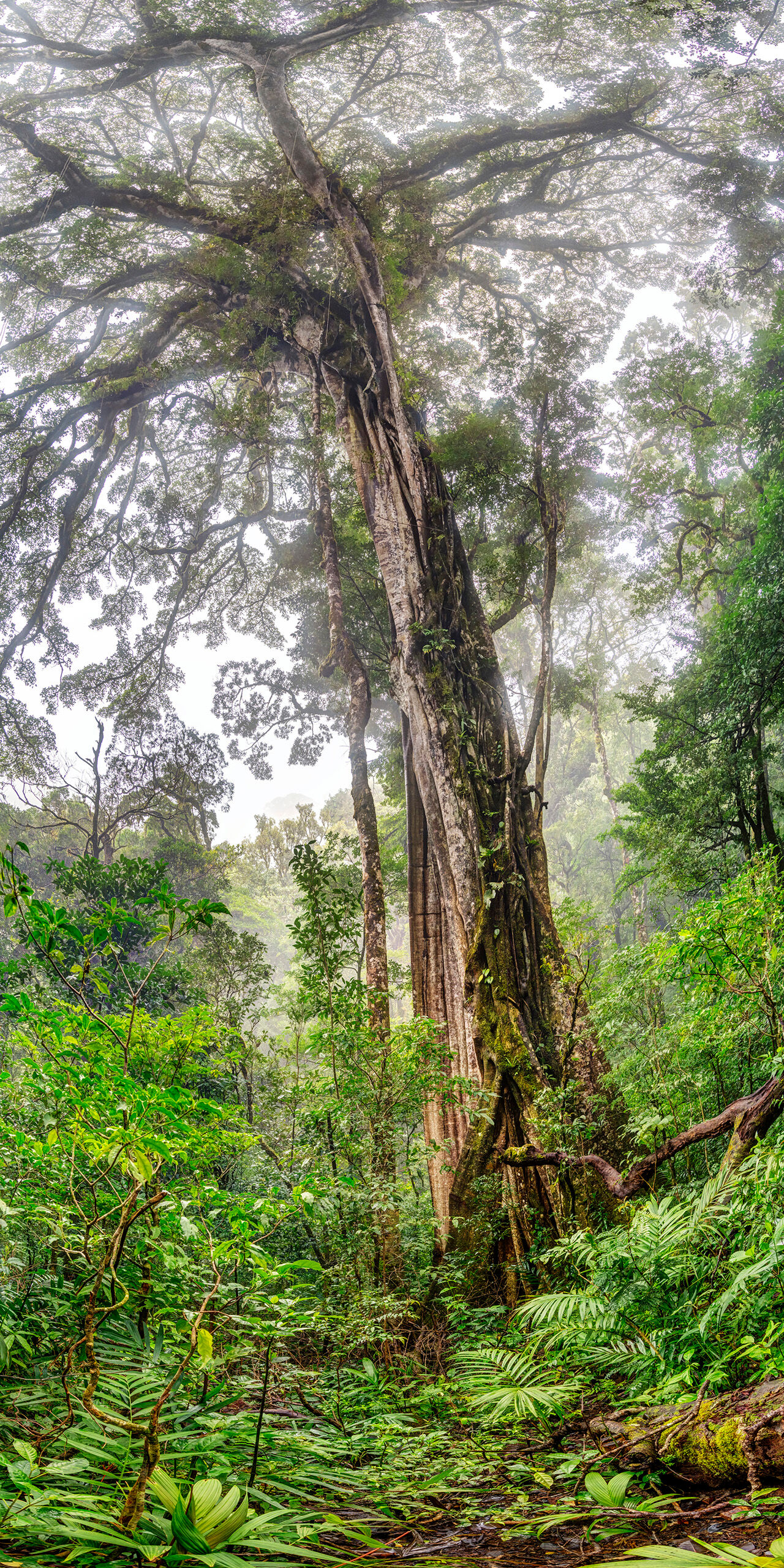 That's A Tree I had terrible luck with the weather on my November, 2024 trip to Costa Rica, but there were brief moments where it wasn't pouring...