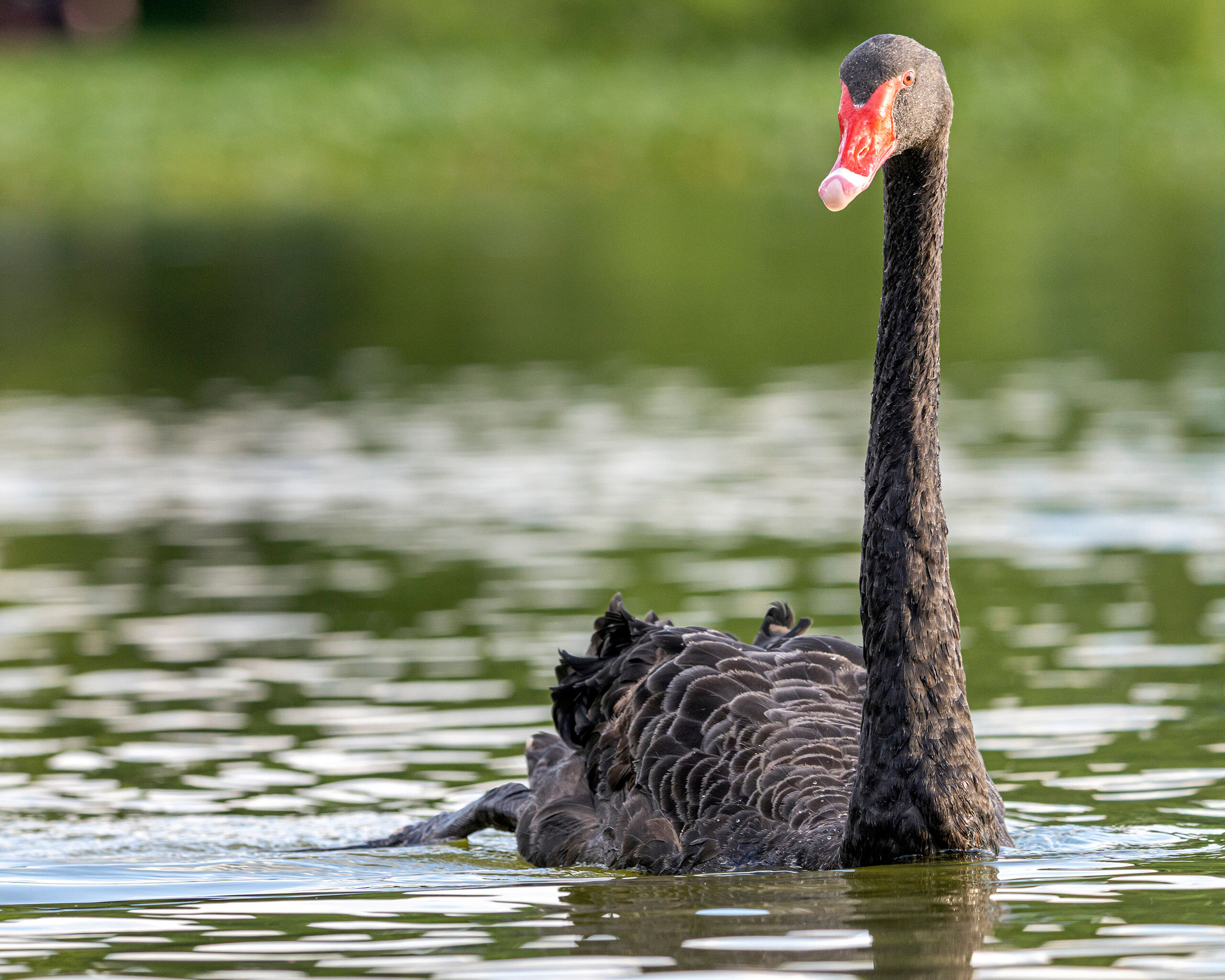Black Swan Lakeland, Florida has some type of special connection to swans. There are swan logos on everything in and around town, and...