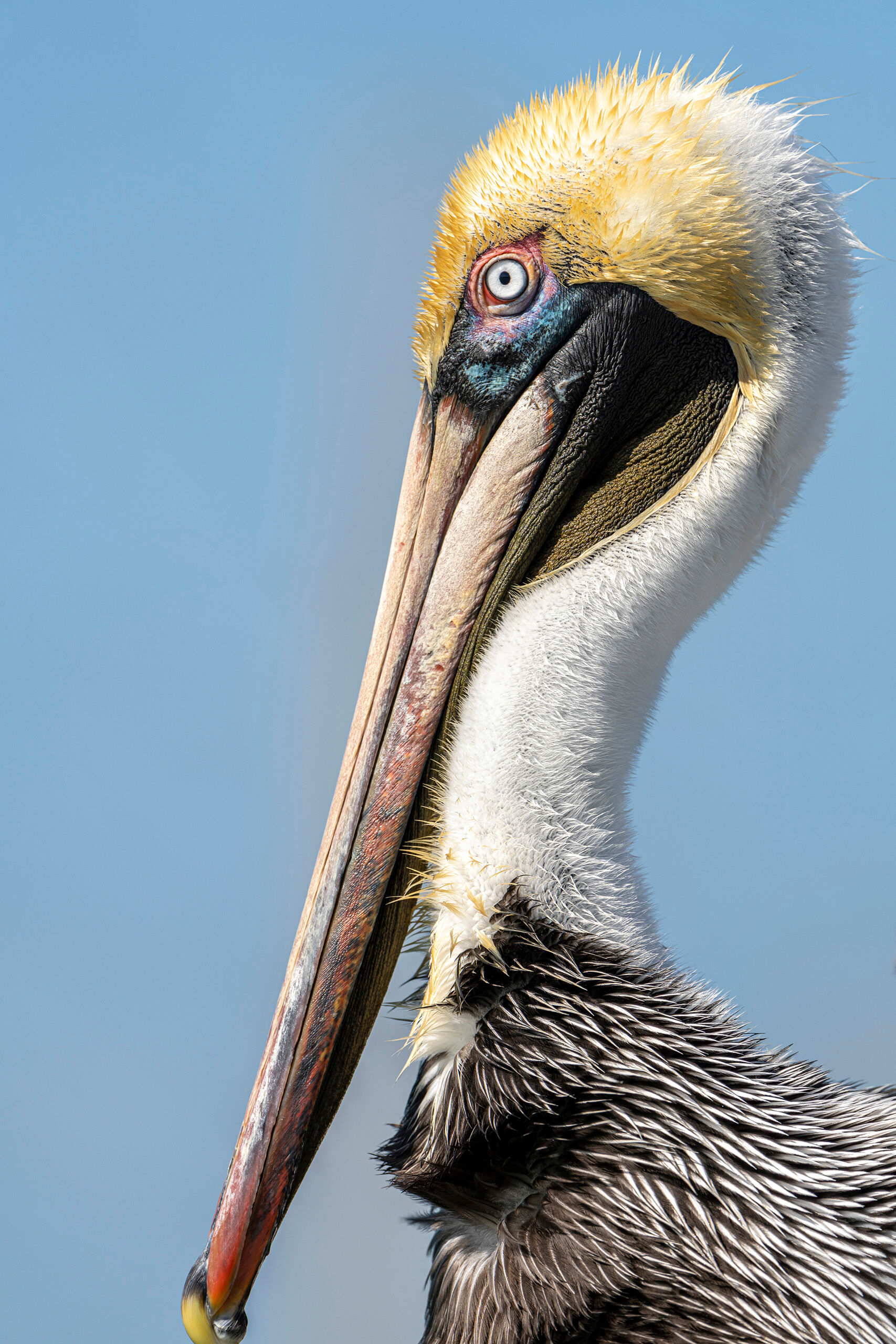 Brown Pelican Brown pelicans can be found along the coast of almost the entire US (as well as Mexico, central America, and northern South America...