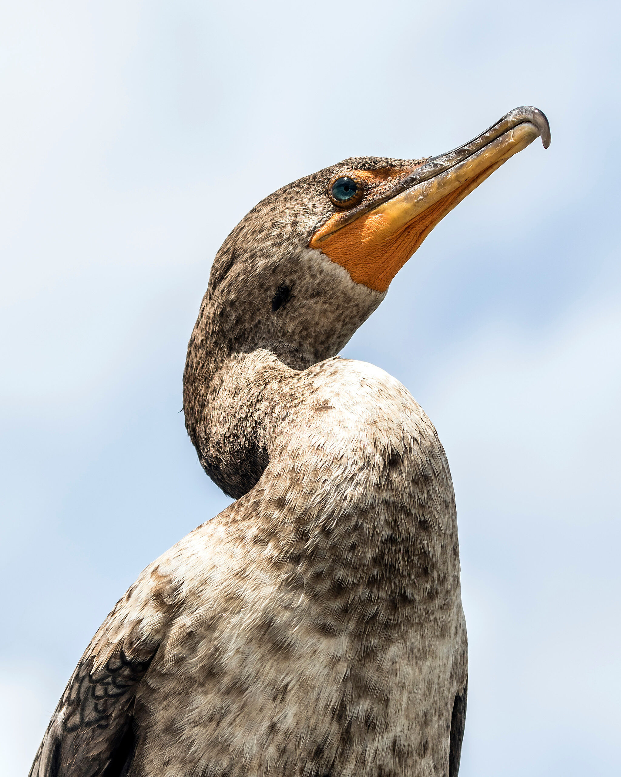 Close-up Cormorant One of the benefits of taking pictures of wildlife at areas frequented by humans – such as Everglades National Park, in...