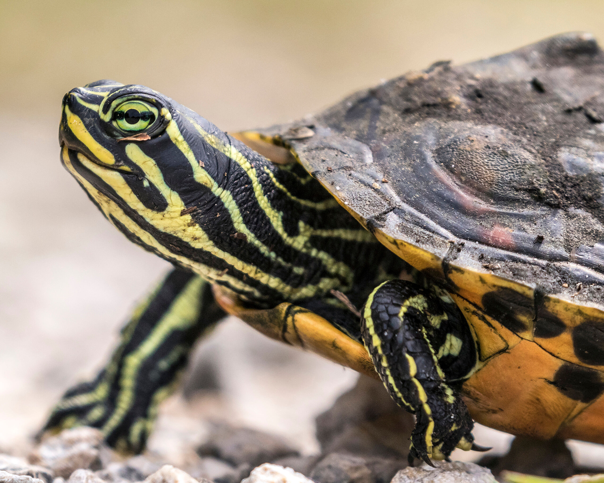 Coastal Plain Cooter This photo makes it difficult to guess the size of this turtle – actually a coastal plain cooter that I spooted at the...