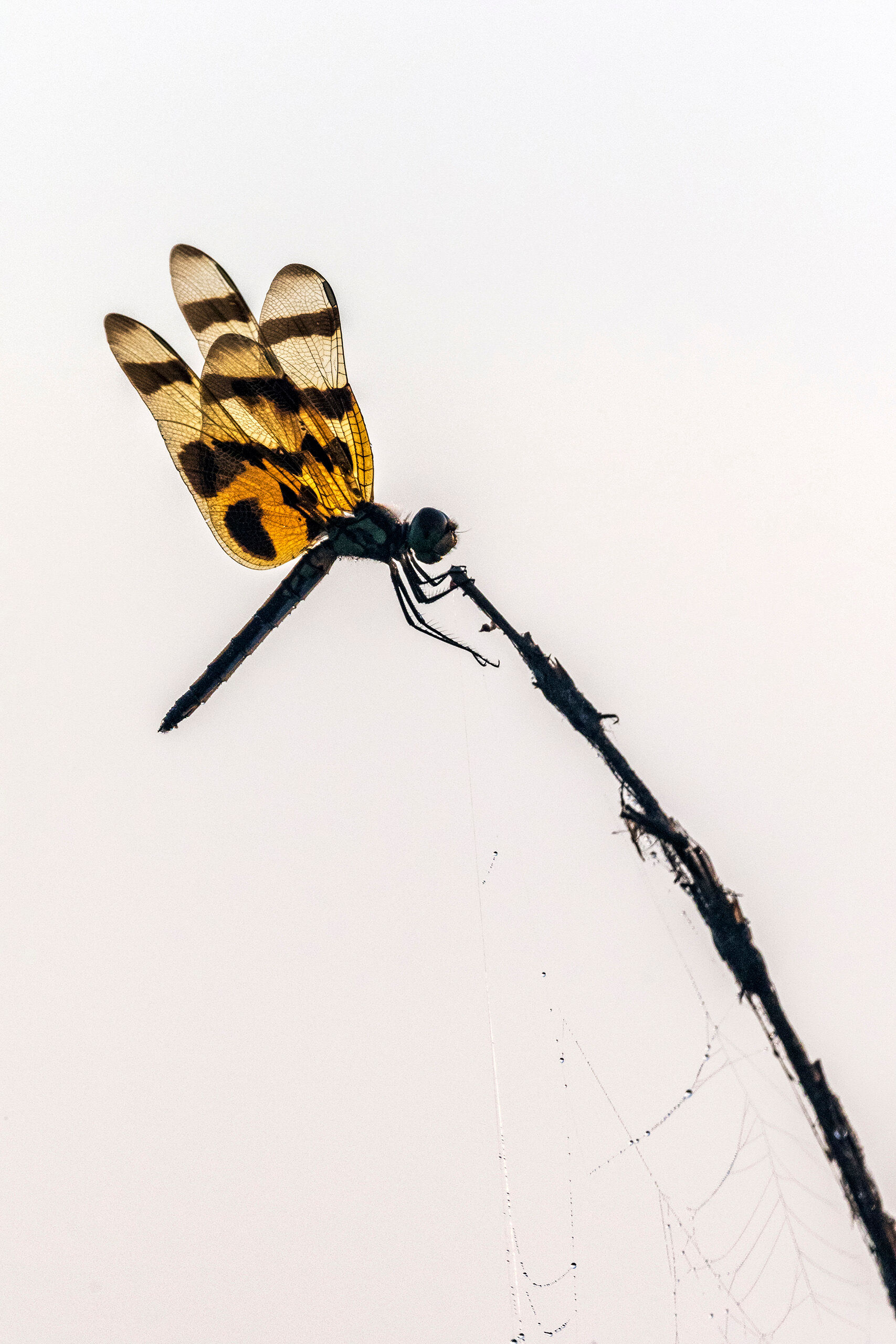 Dragonfly Silhouette Dragonflies are far from difficult to spot in south Florida's Everglades National Park. These insects are quite common, and...